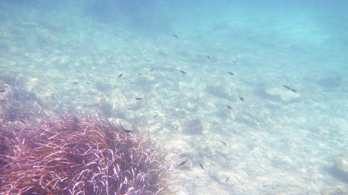 Posidonia | La Pelosa, Sardegna 2024