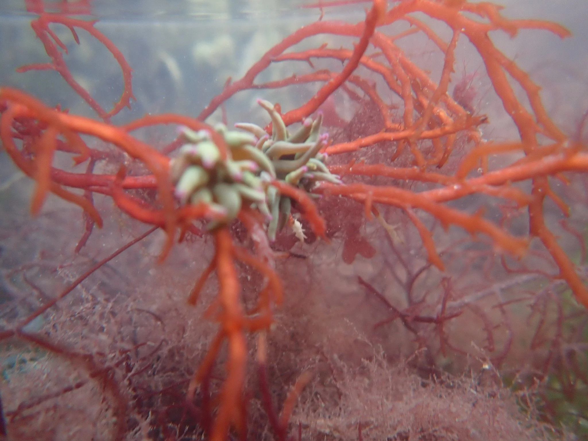 anemone and algae | Isola Campalto, Laguna di Venezia  | March 2026