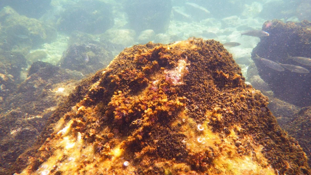 Conero Regional Park | June 2025 