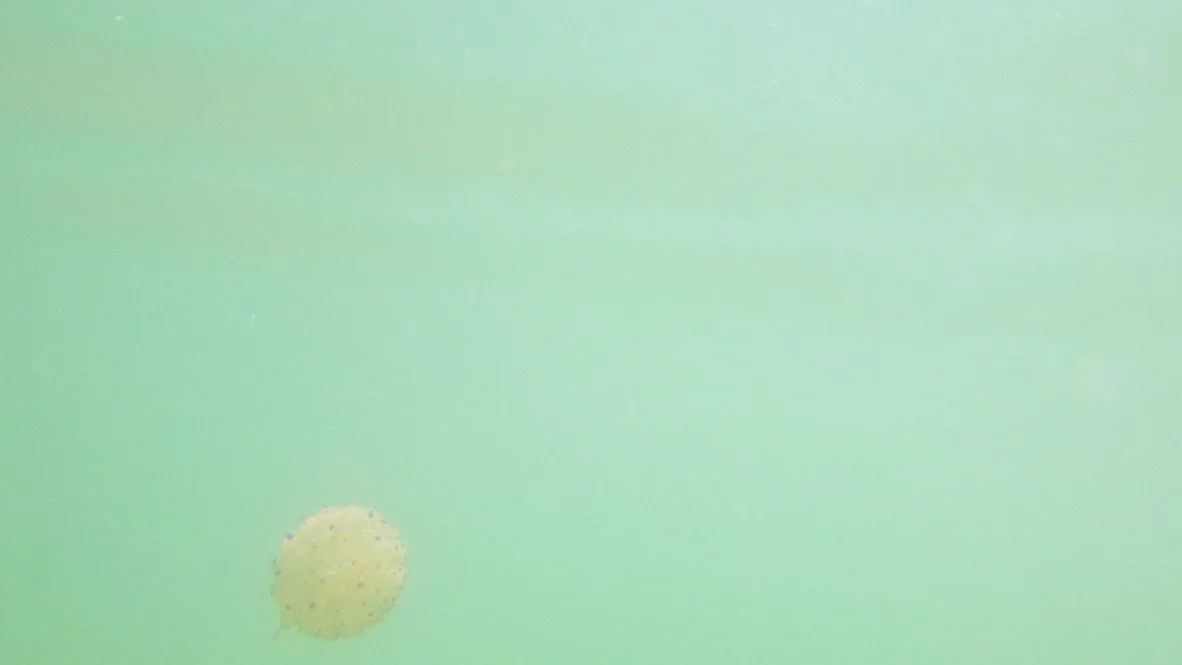 Lido di Venezia | Estate 2024