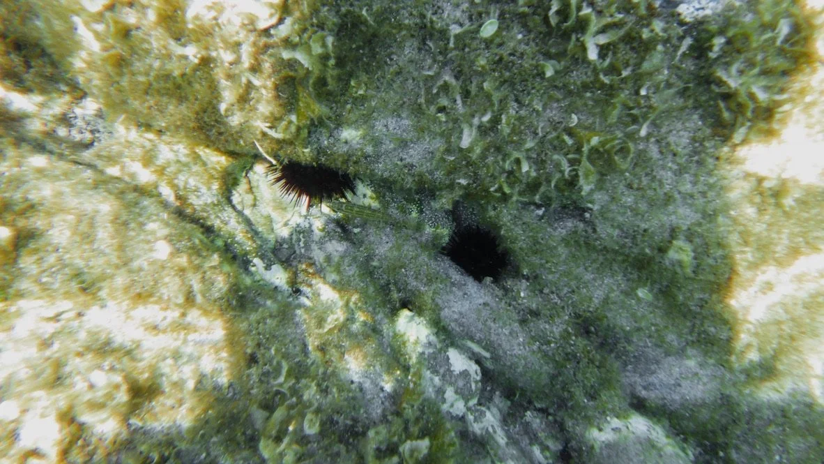 Sea urchin | La Pelosa, Sardegna 2024