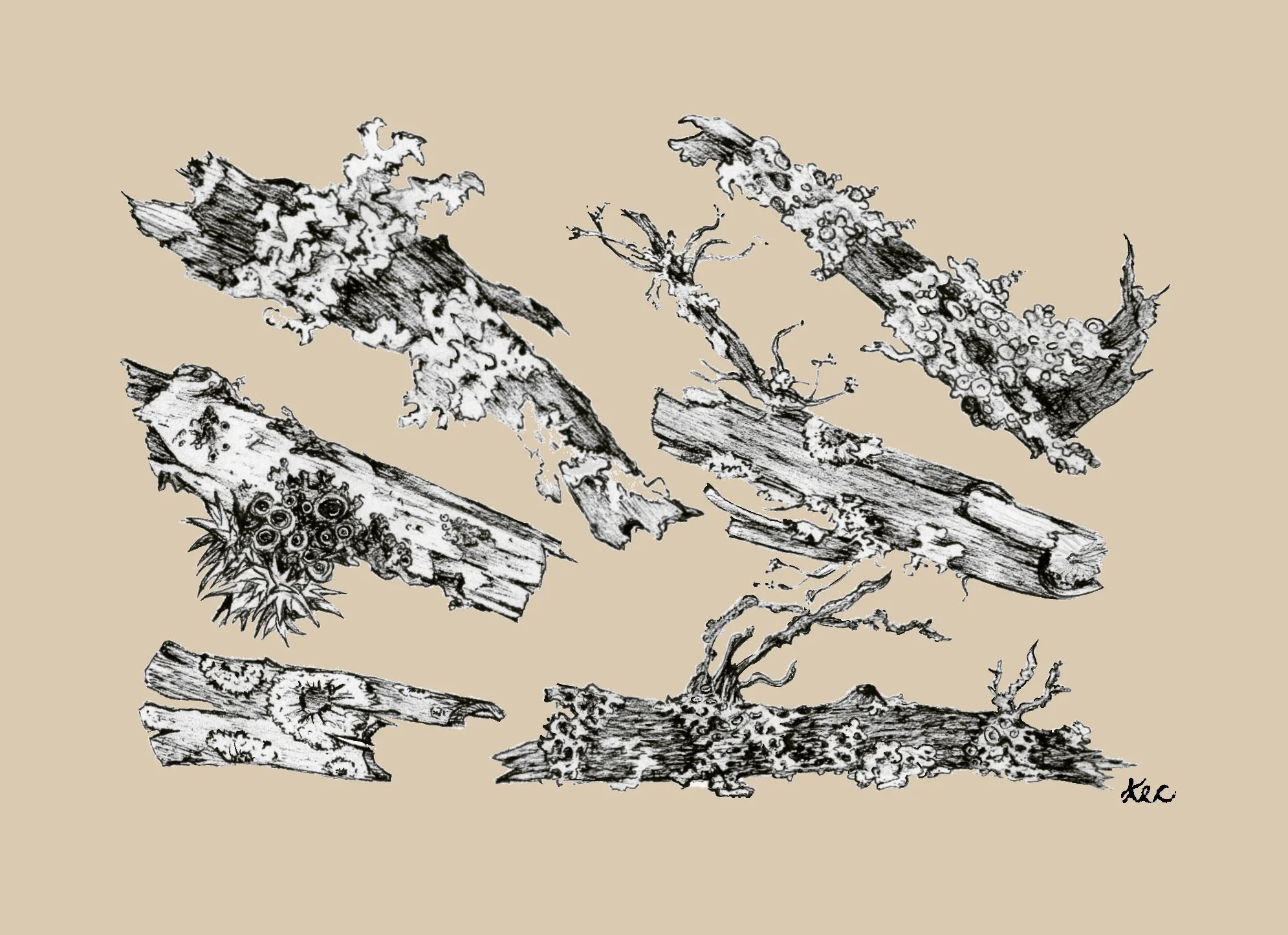 Illustration of various pieces of tree bark, moss, and lichen on fallen logs and branches.