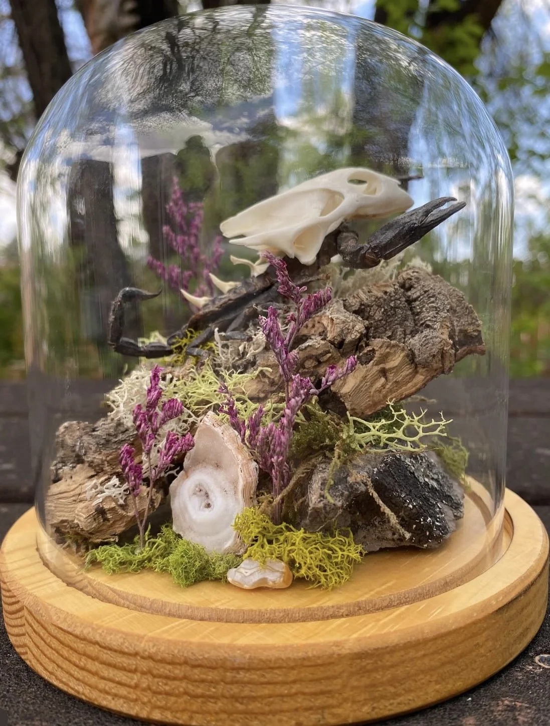 A terrarium with moss, rocks, shells, and a skull inside a glass container on a wooden base.