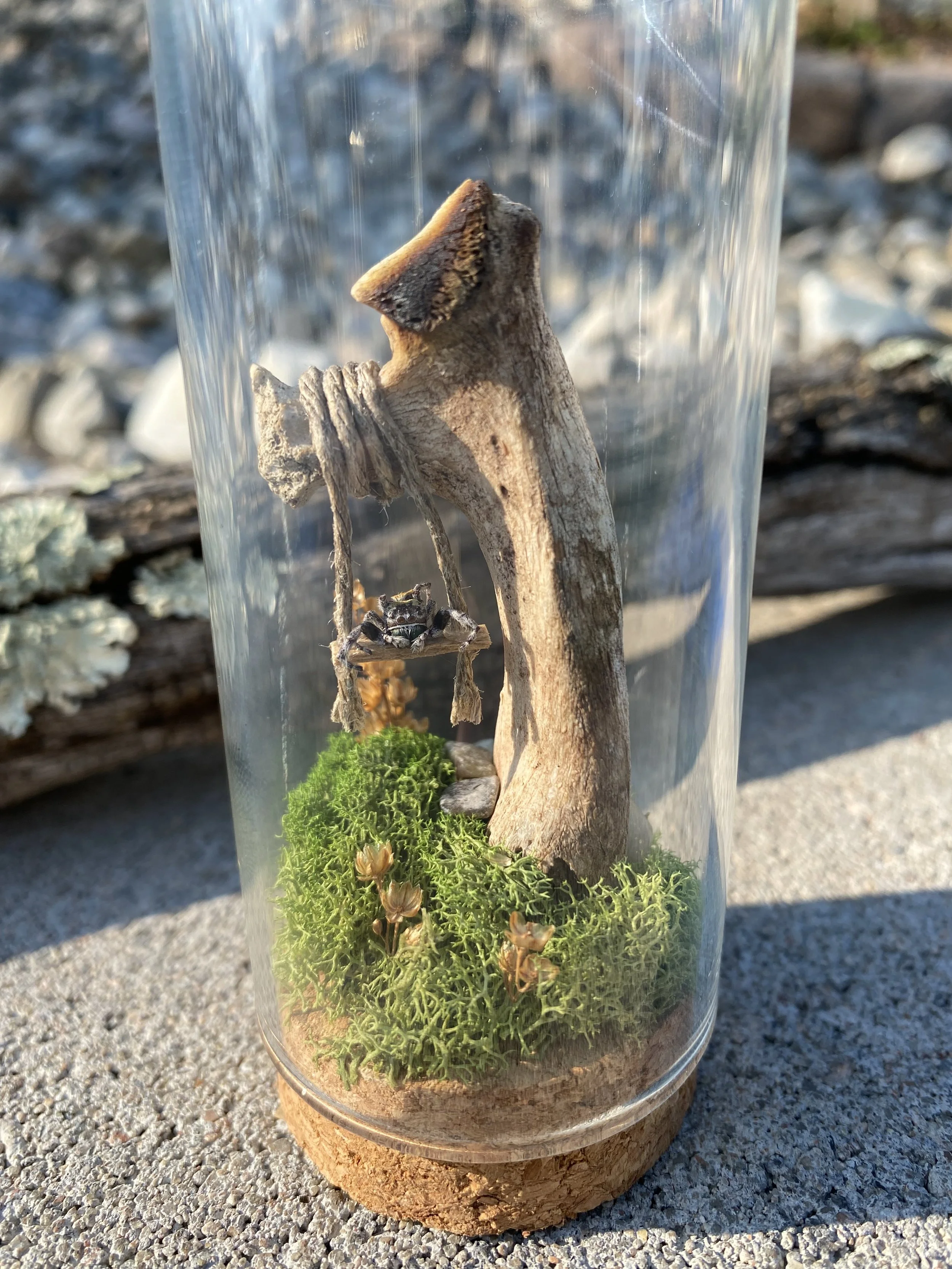A glass terrarium with moss, a small twig or piece of wood, and a tiny spider inside, with outdoor background.