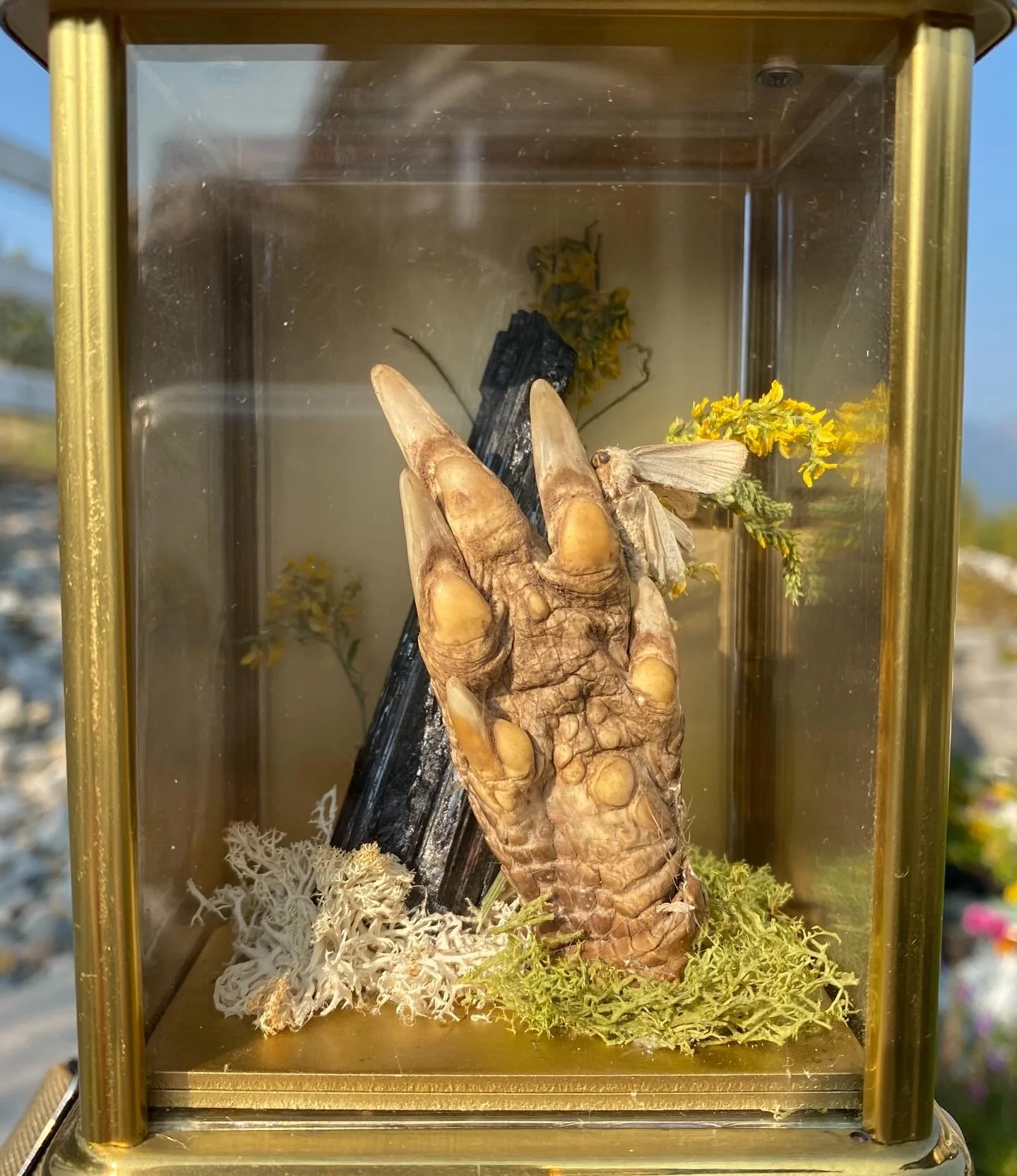Insect display with a large brown bug, a moth, black twig, yellow flowers, moss, and lichen inside a glass box.