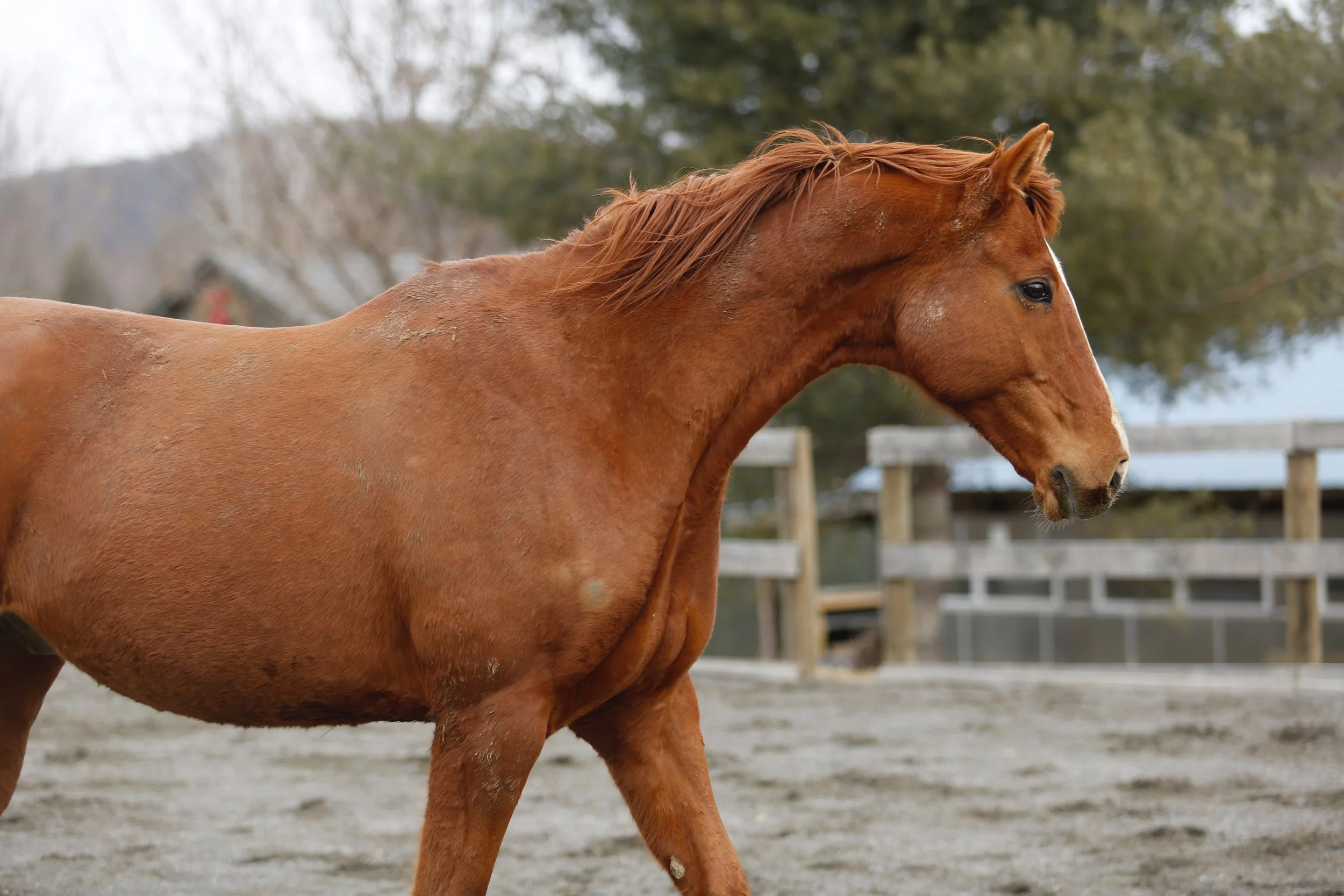 Brown horse walking on a sandy surface with a wooden fence and trees in the background.