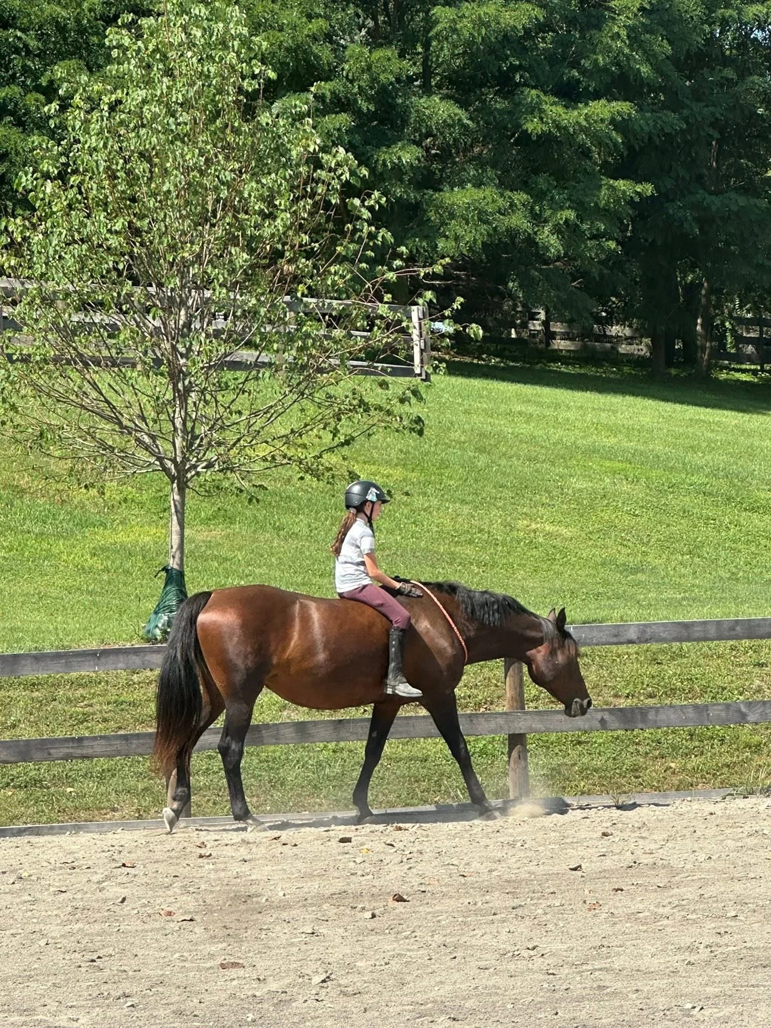 A young girl riding a dark brown horse with a black mane and tail in an outdoor riding arena with a sandy surface, wooden fencing, green grass, and trees in the background.