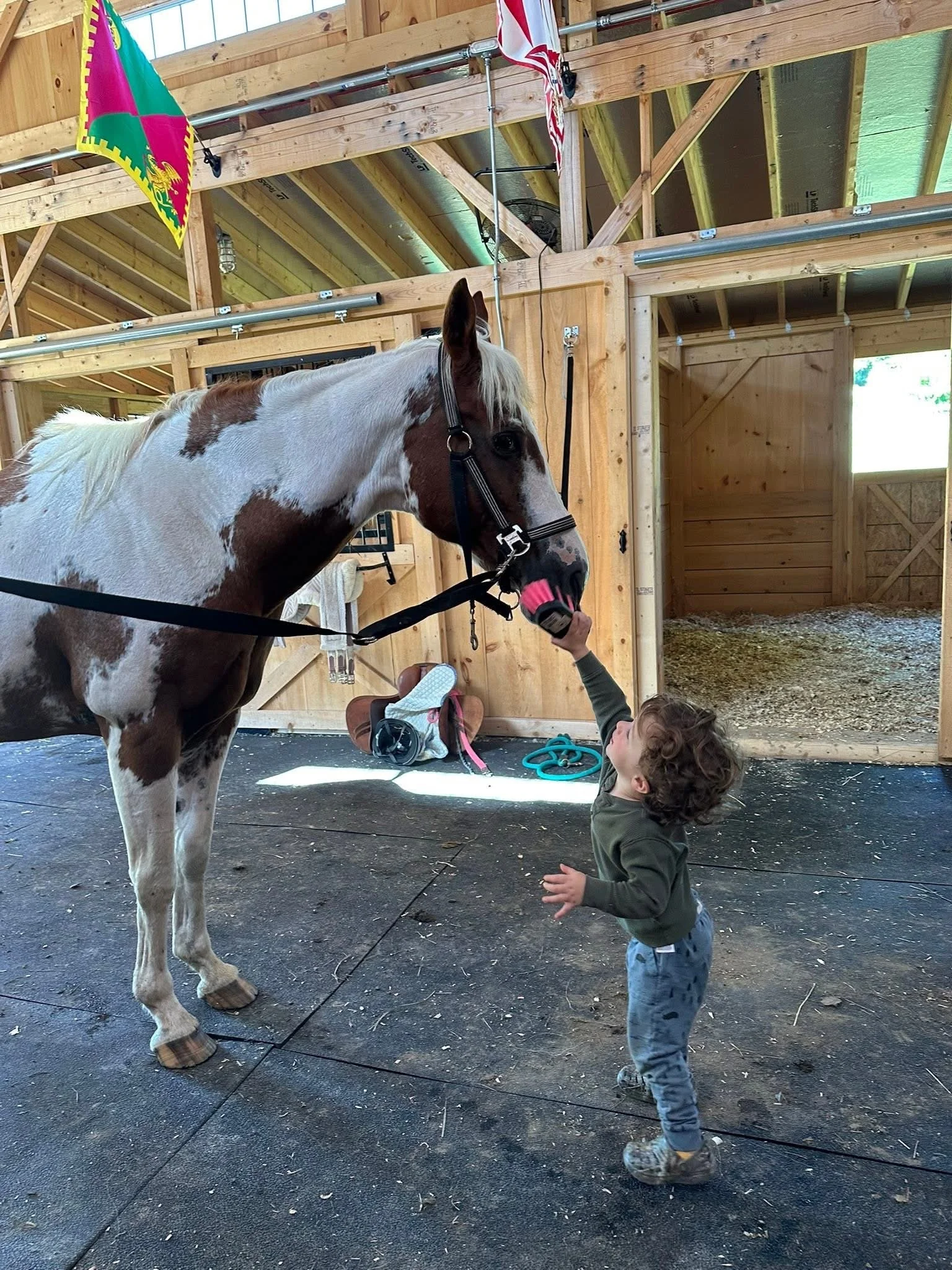 A young child reaches up to pet a white and brown paint horse inside a wooden barn, with flags hanging from the ceiling and horse tack visible in the background.