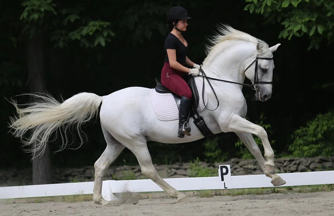 A woman riding a white horse on a sand-covered arena during a dressage event, with a green leafy background.