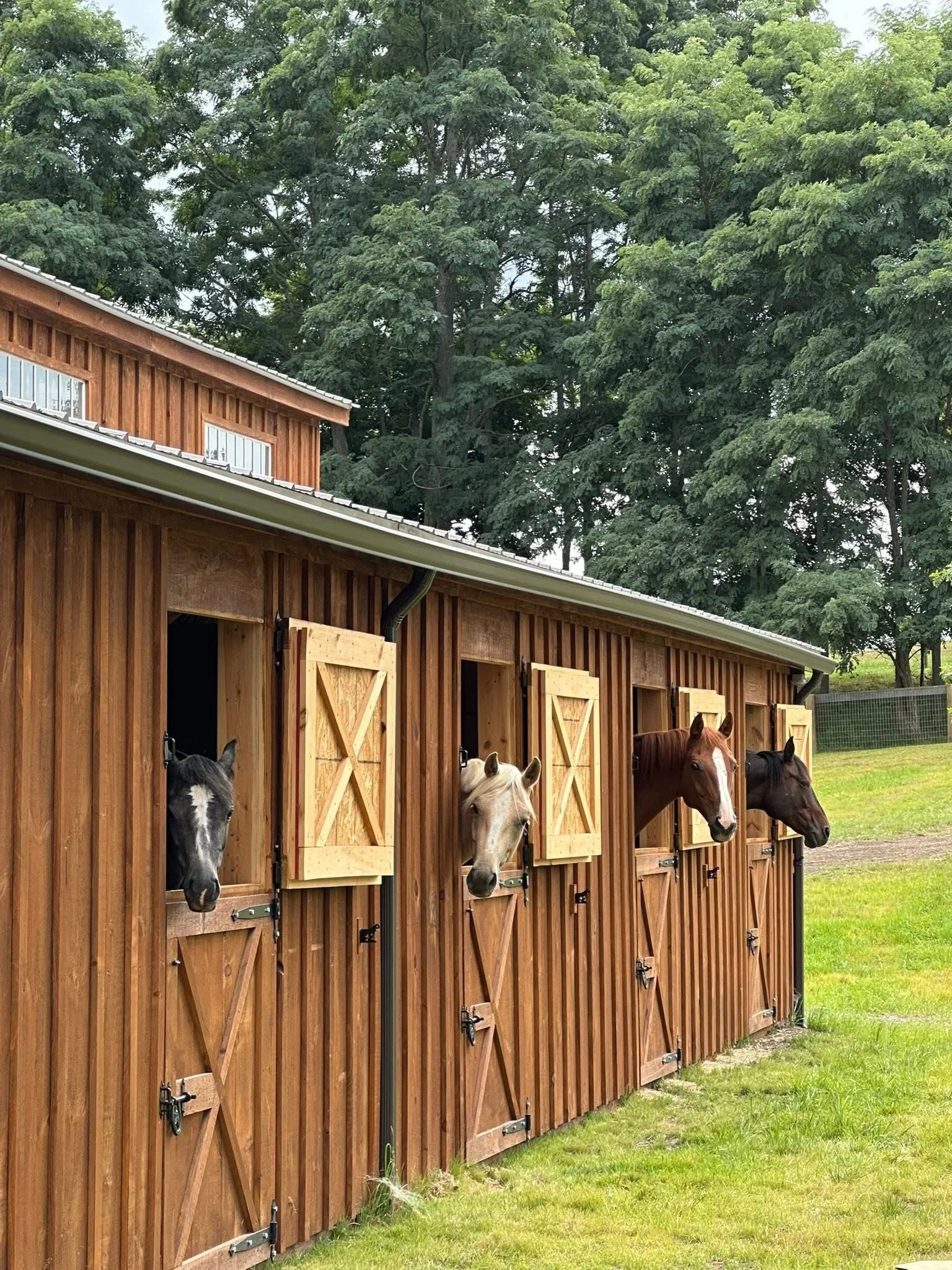 Four horses peeking out from open stalls in a wooden stable with a grassy area outside, surrounded by trees.