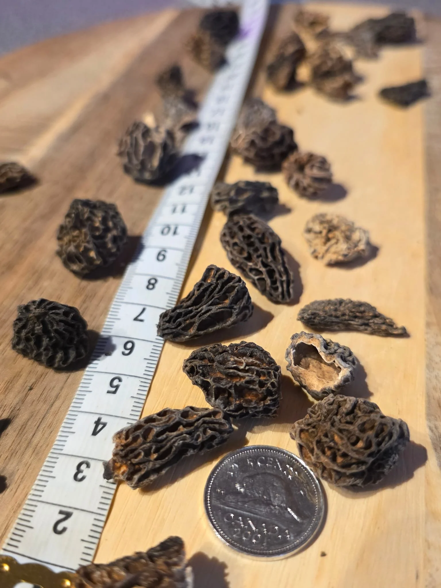 Dried Morel Mushrooms