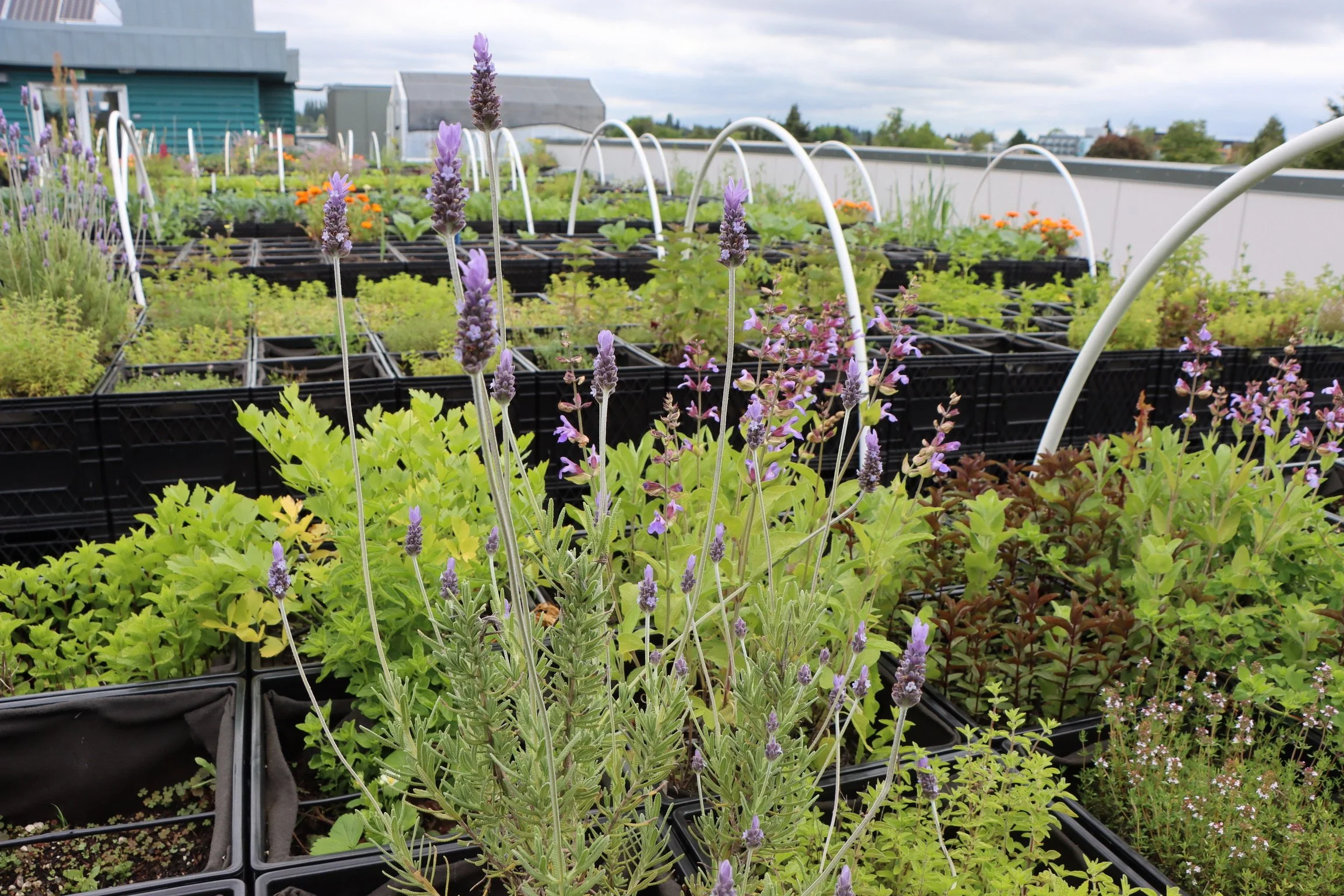 A rooftop garden with potted lavender plants in the foreground, various green plants, and orange flowers in black containers. In the background, there are greenhouses, a building, and a partially cloudy sky.