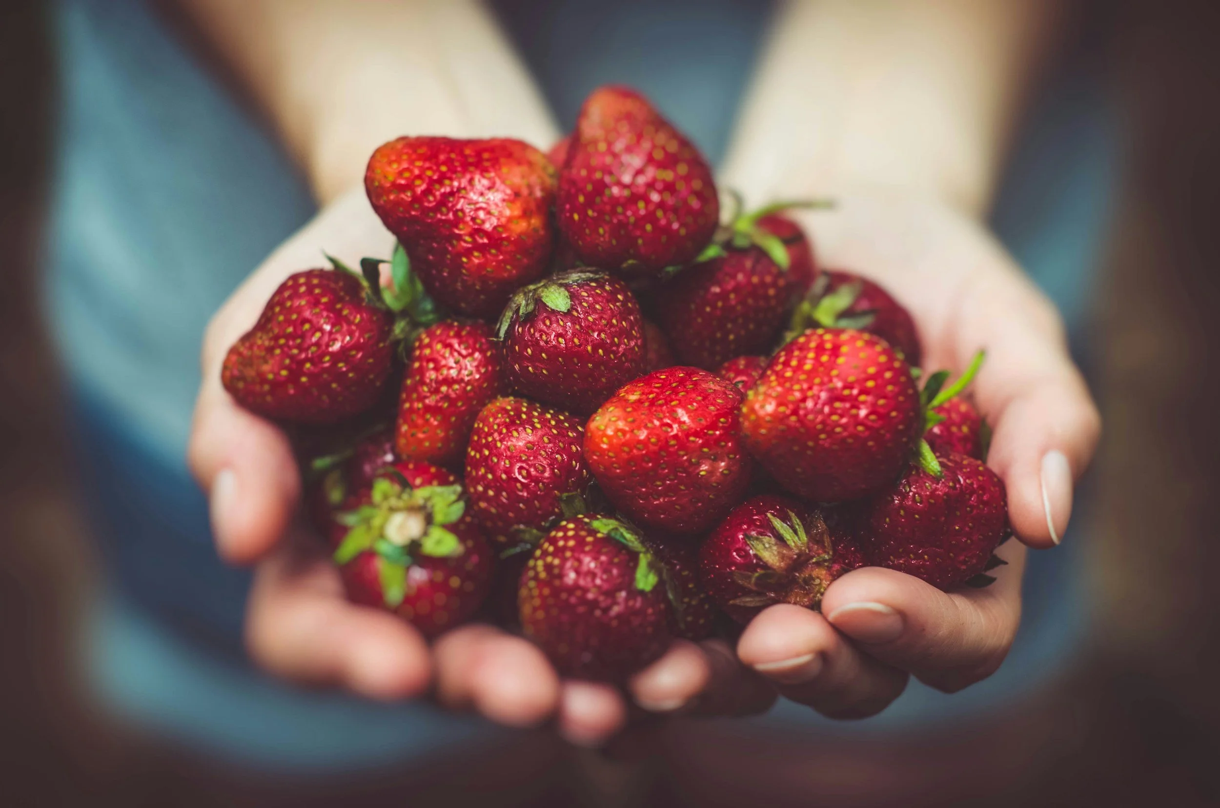 Hands holding freshly picked strawberries, close-up view with a blurred background.