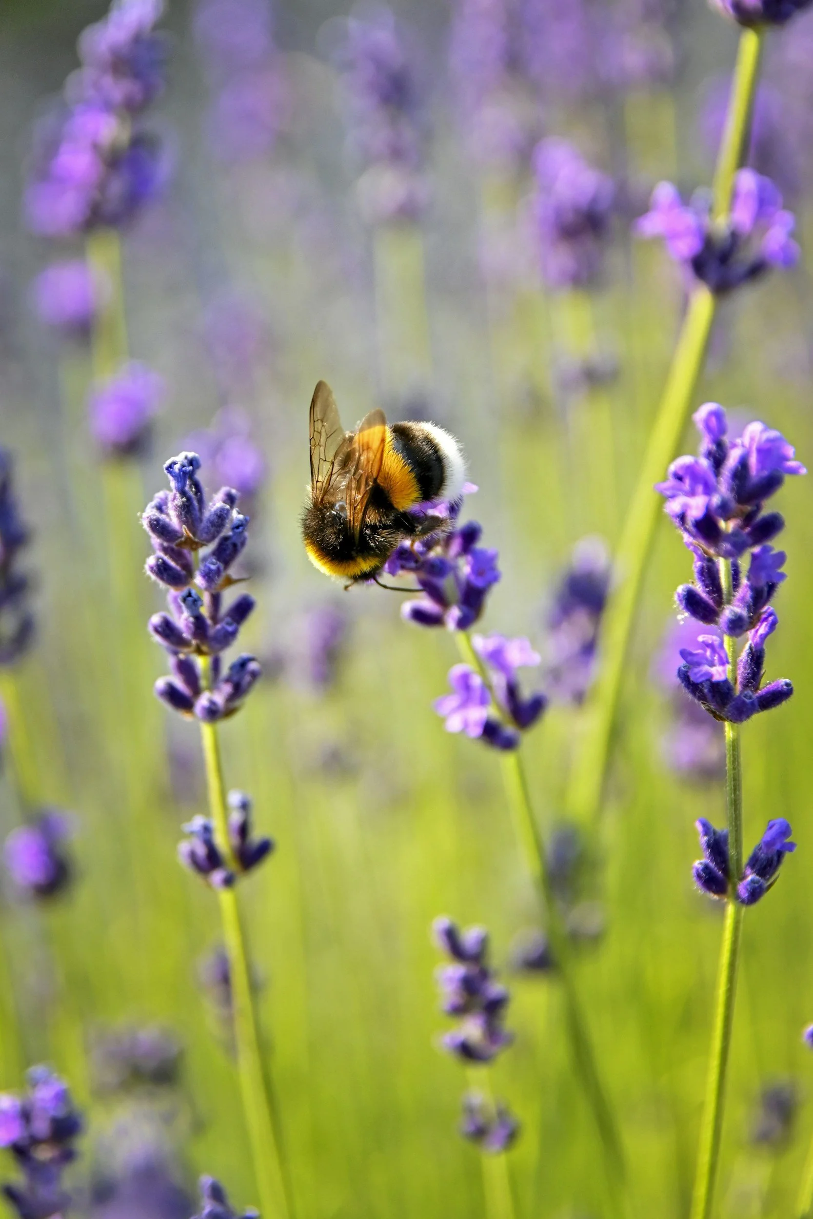 Close-up of a bumblebee gathering nectar from purple lavender flowers in a garden.