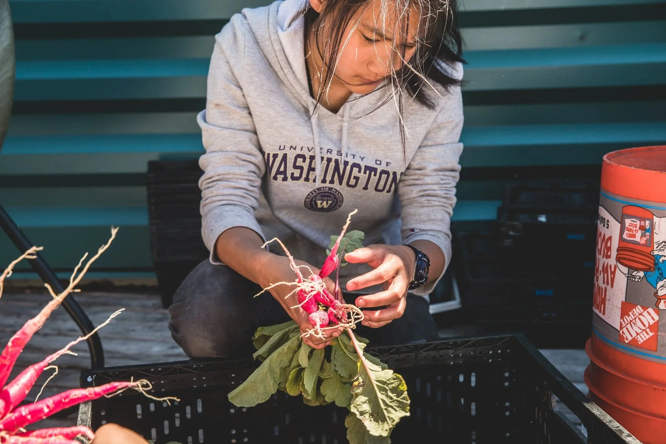 A person sitting on a bench, wearing a gray University of Washington hoodie, is working with a bunch of fresh radishes that have green leaves and white roots. There is an orange bucket and another container on the bench, and the background features horizontal teal slats.