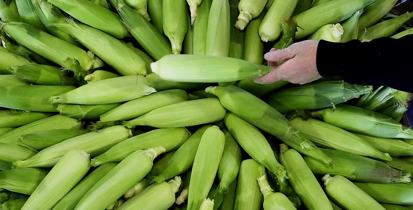 A person in a black long-sleeve shirt touching a large pile of fresh fresh corn on the cob, most with green husks.