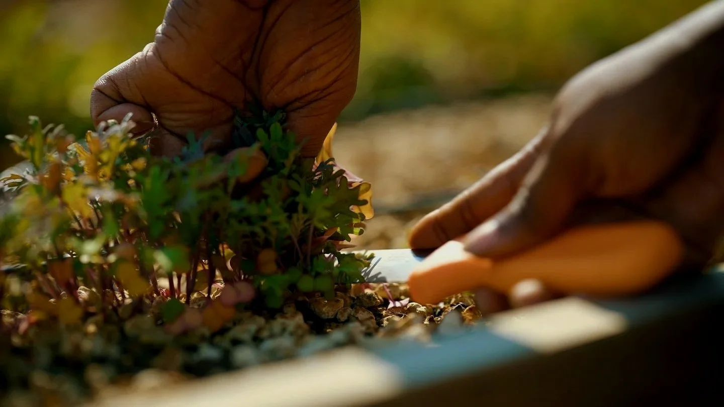Close-up of person's hands planting or tending small green plants in soil outdoors.
