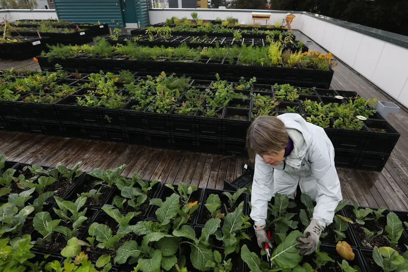 A person tending to plants in black containers on a rooftop garden with wooden flooring, surrounded by a white fence and city skyline.
