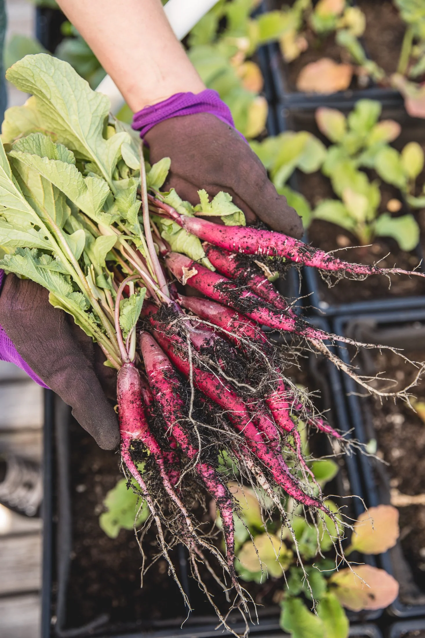 Close-up of pink and purple radishes with soil and roots, held by a person wearing black gloves and purple wristband, in a planter box with green leafy plants.
