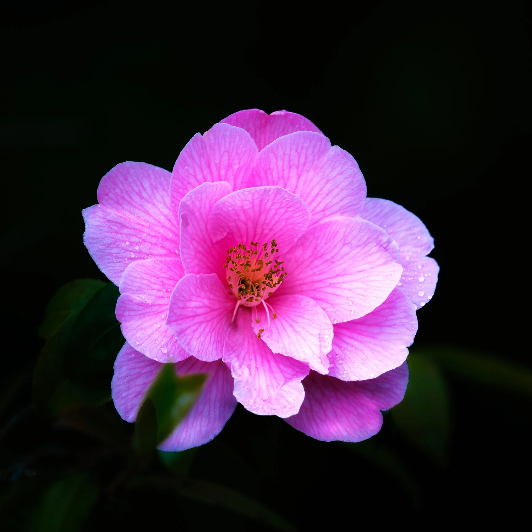 Pink Camelia A lush, richly layered flower featuring soft pink tones and smooth petal geometry.