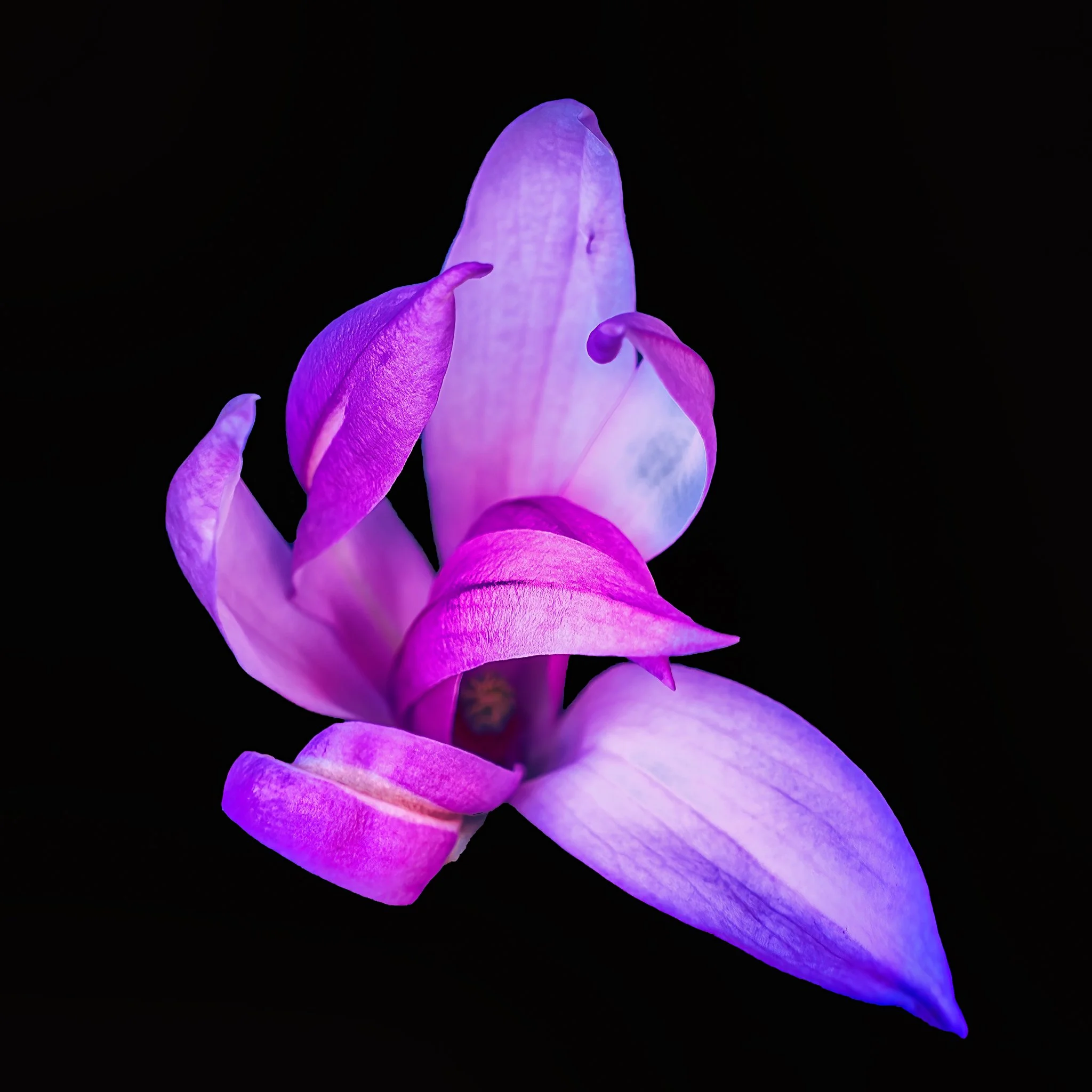 Close-up of a purple and pink magnolia flower petal against a black background.
