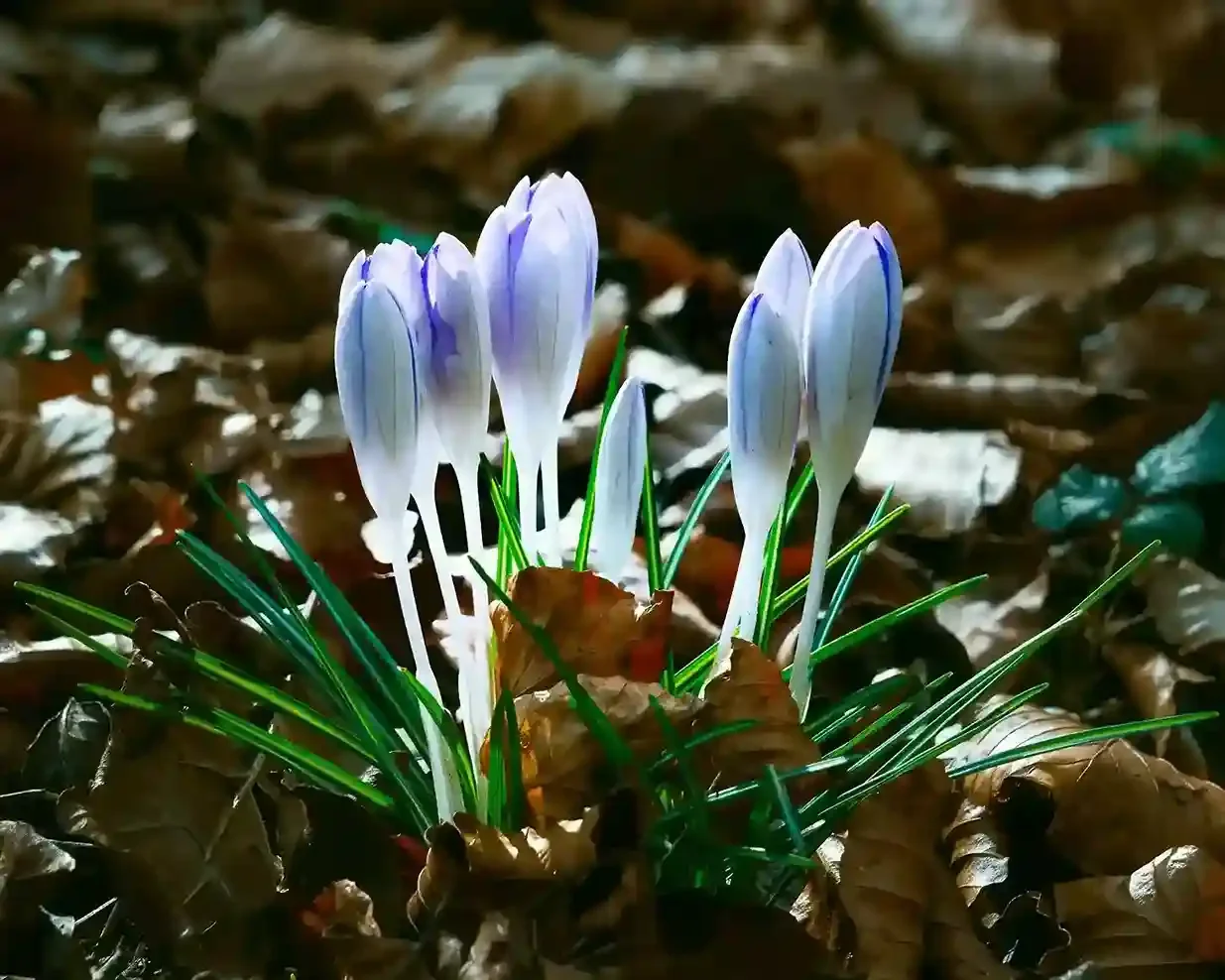 Flowers