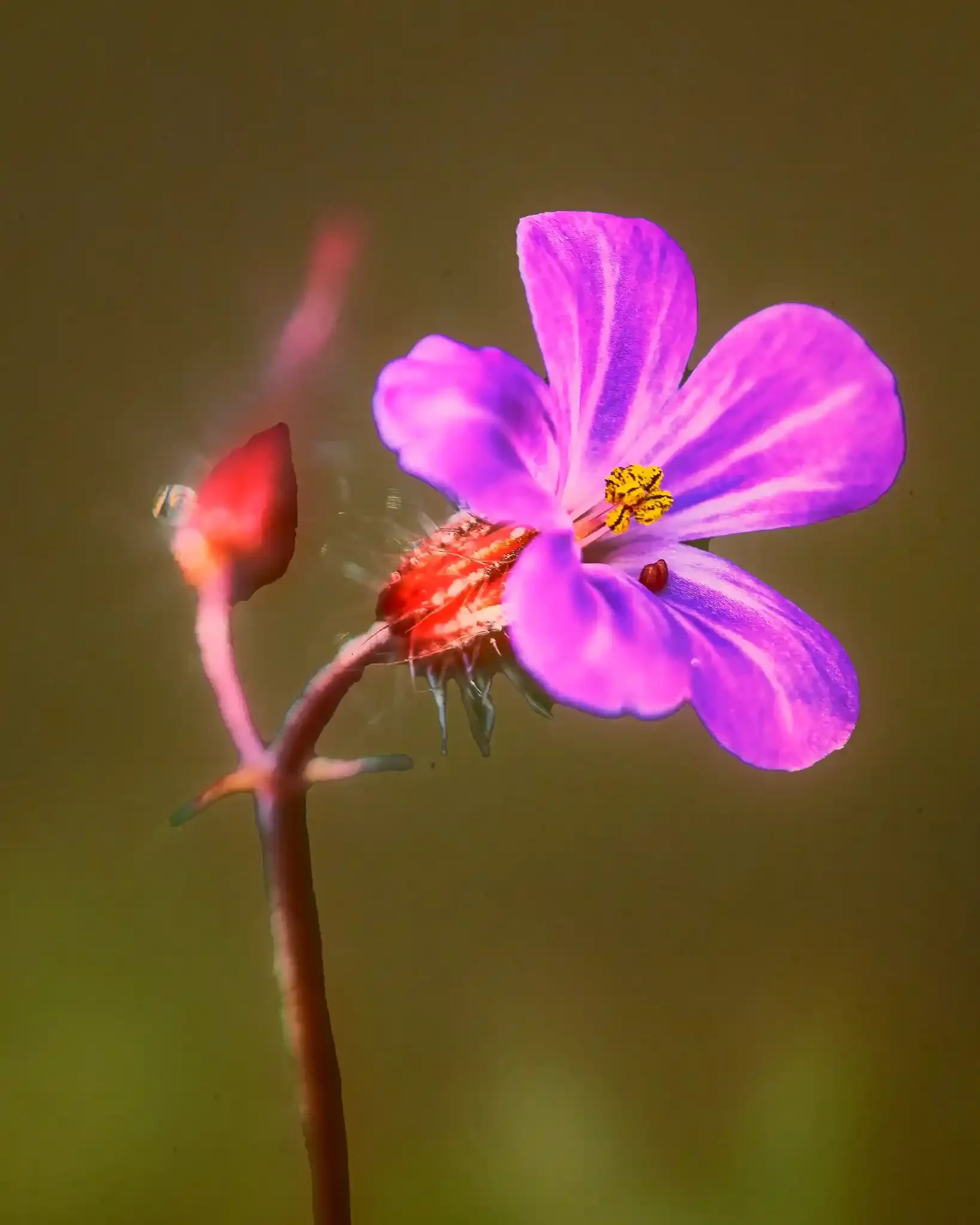 Geranium Robertorium