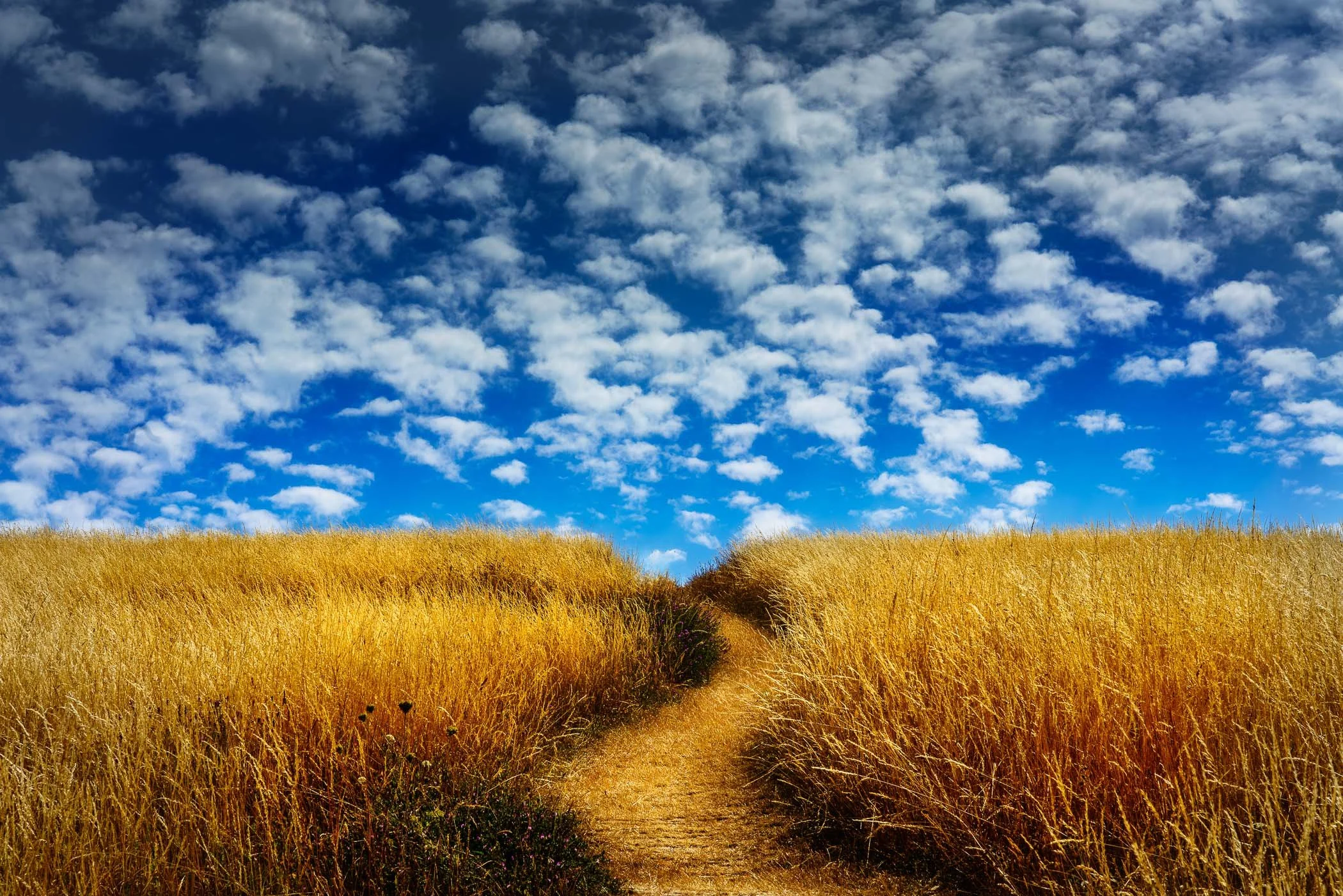 The Path A path through golden grass leads to the sea in Swanage along the Dorset coast with fluffy clouds in the sky.