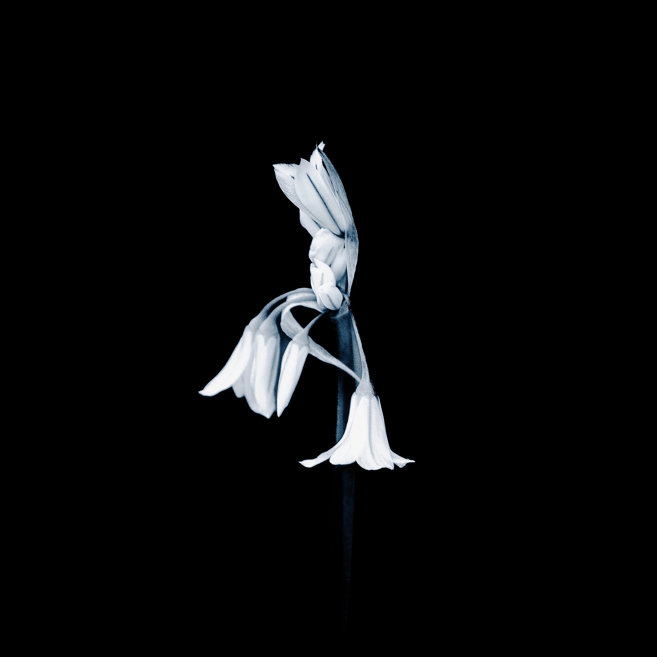 Fragile Elegance An ethereal study of delicate structures suspended gracefully over calm, white space.