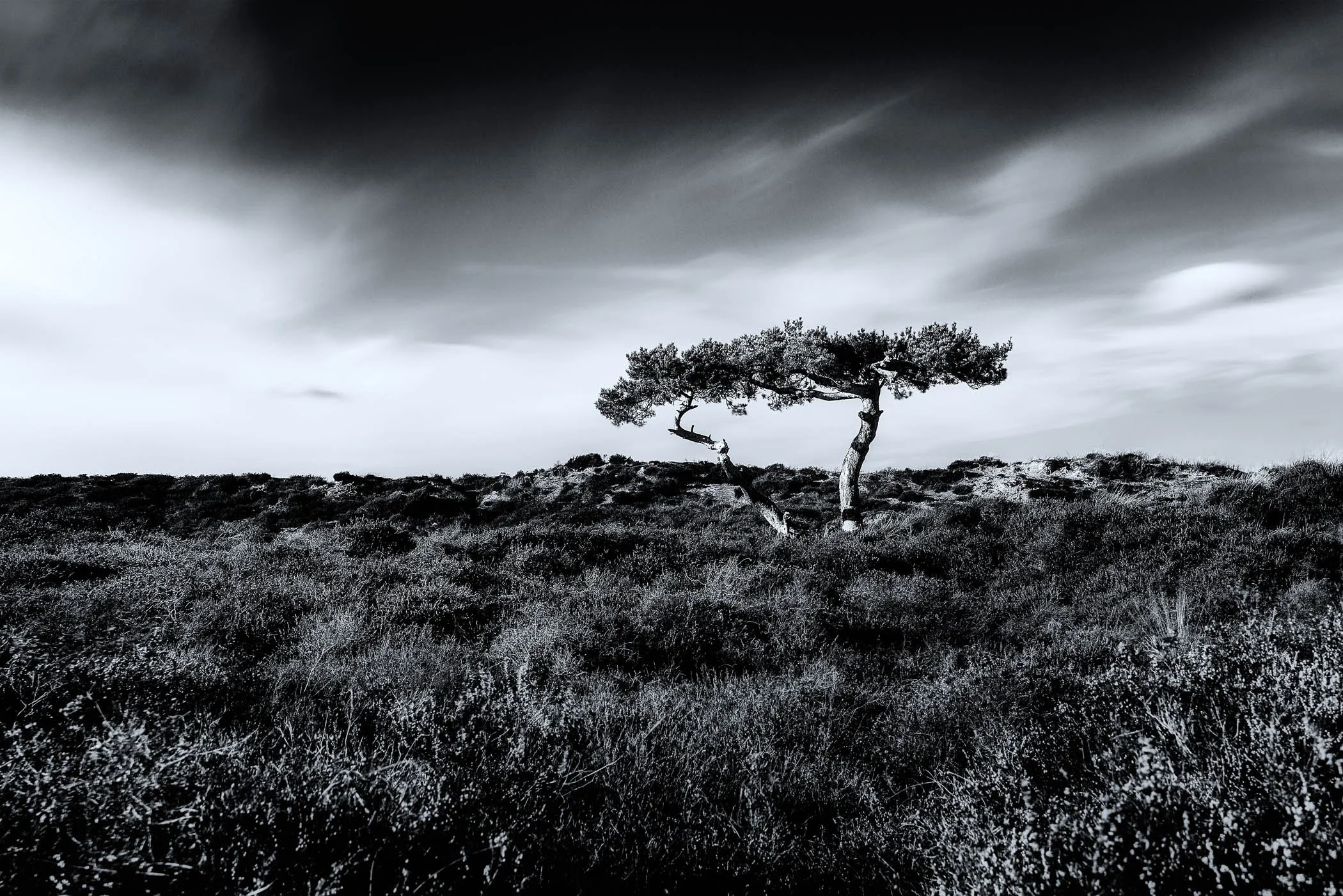 Resilient Solitude A solitary tree standing firm against sweeping winds and open heathland space.