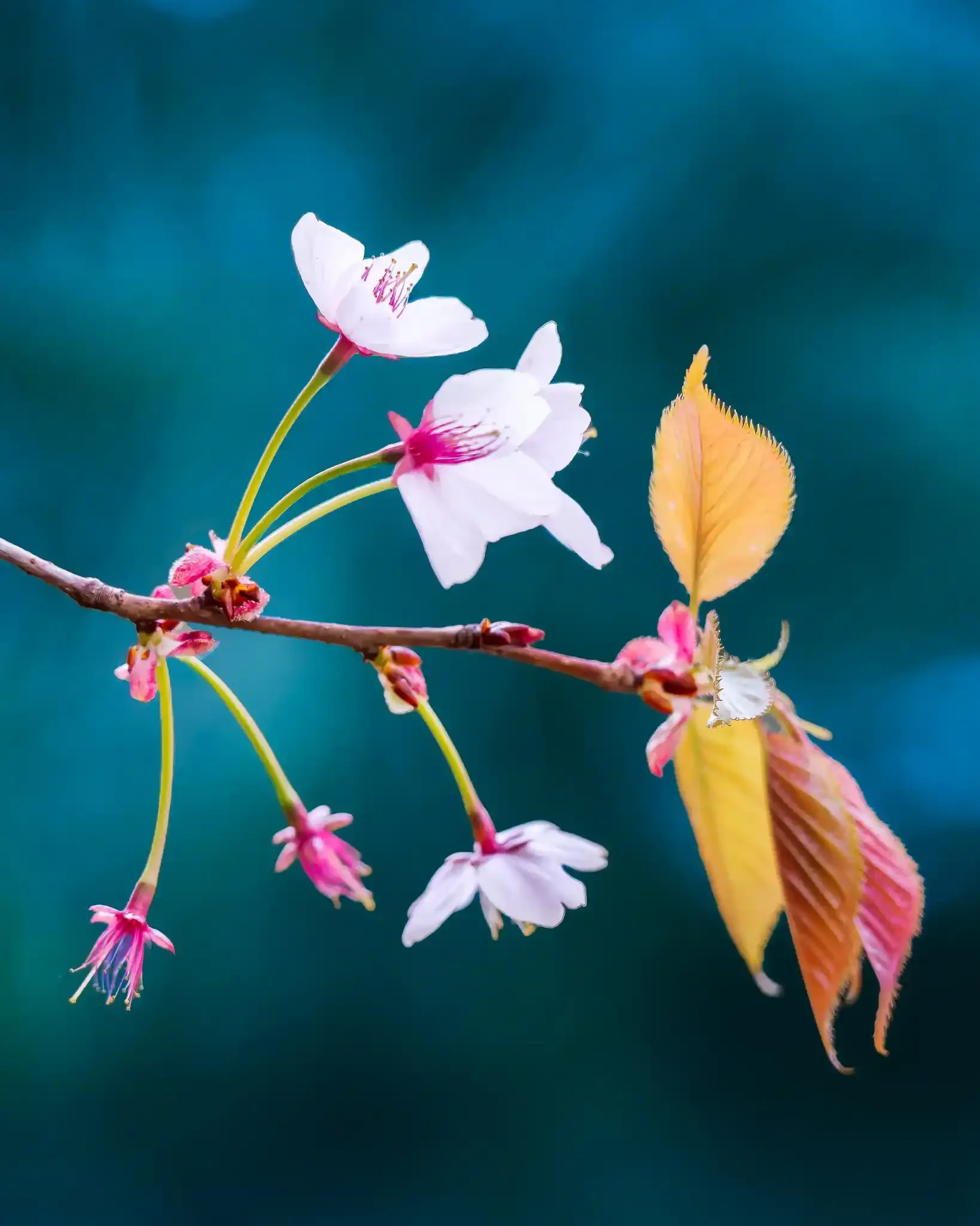 Blossom