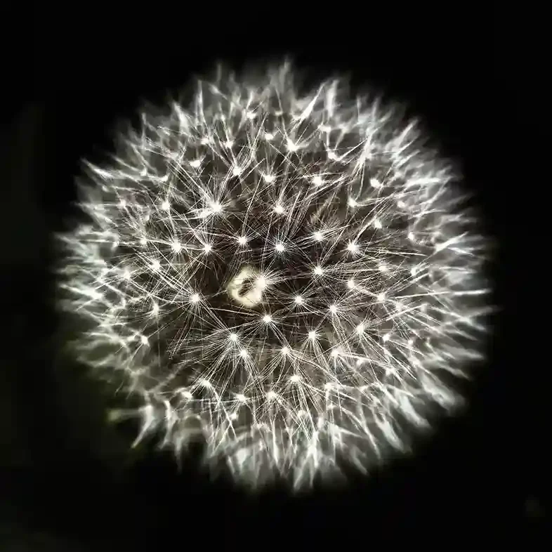Dandelion Seed