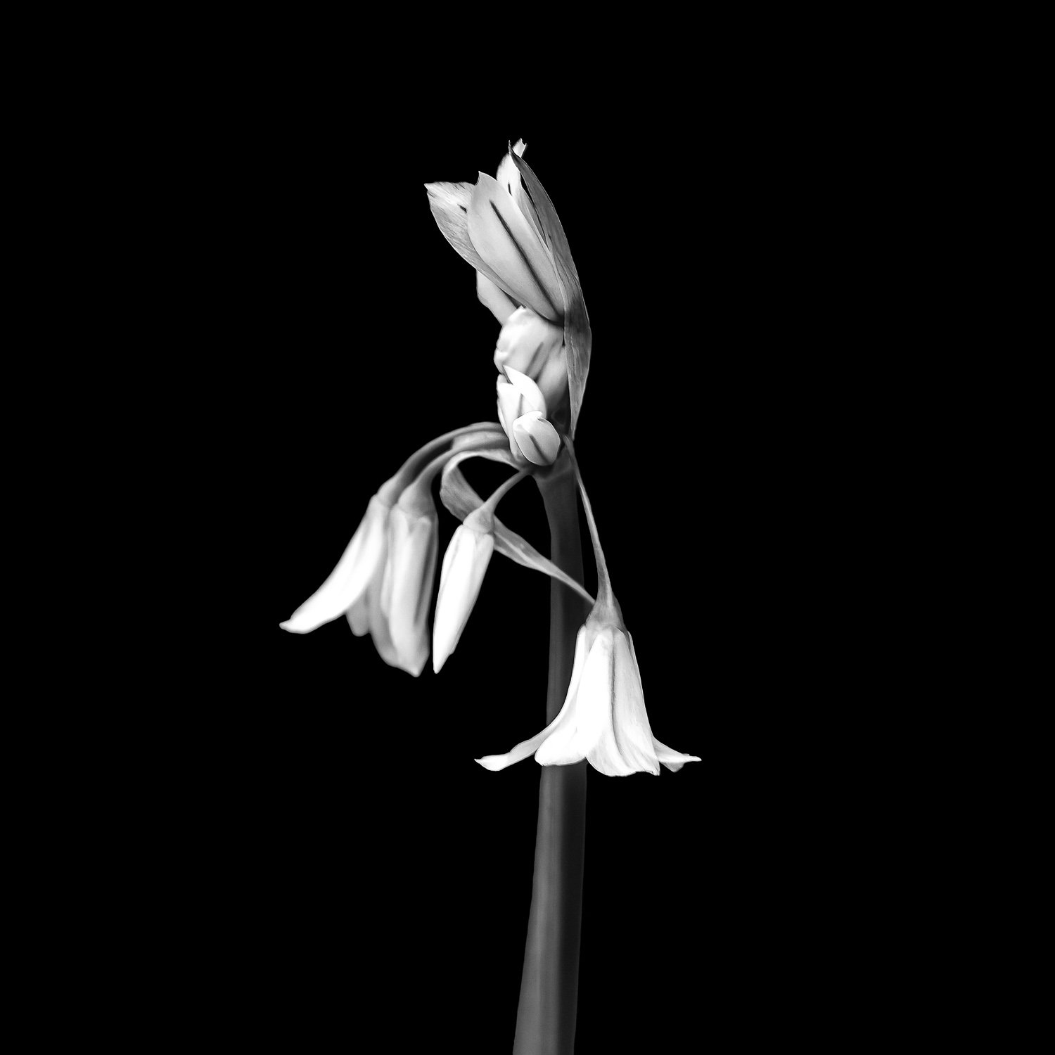 Elegant White