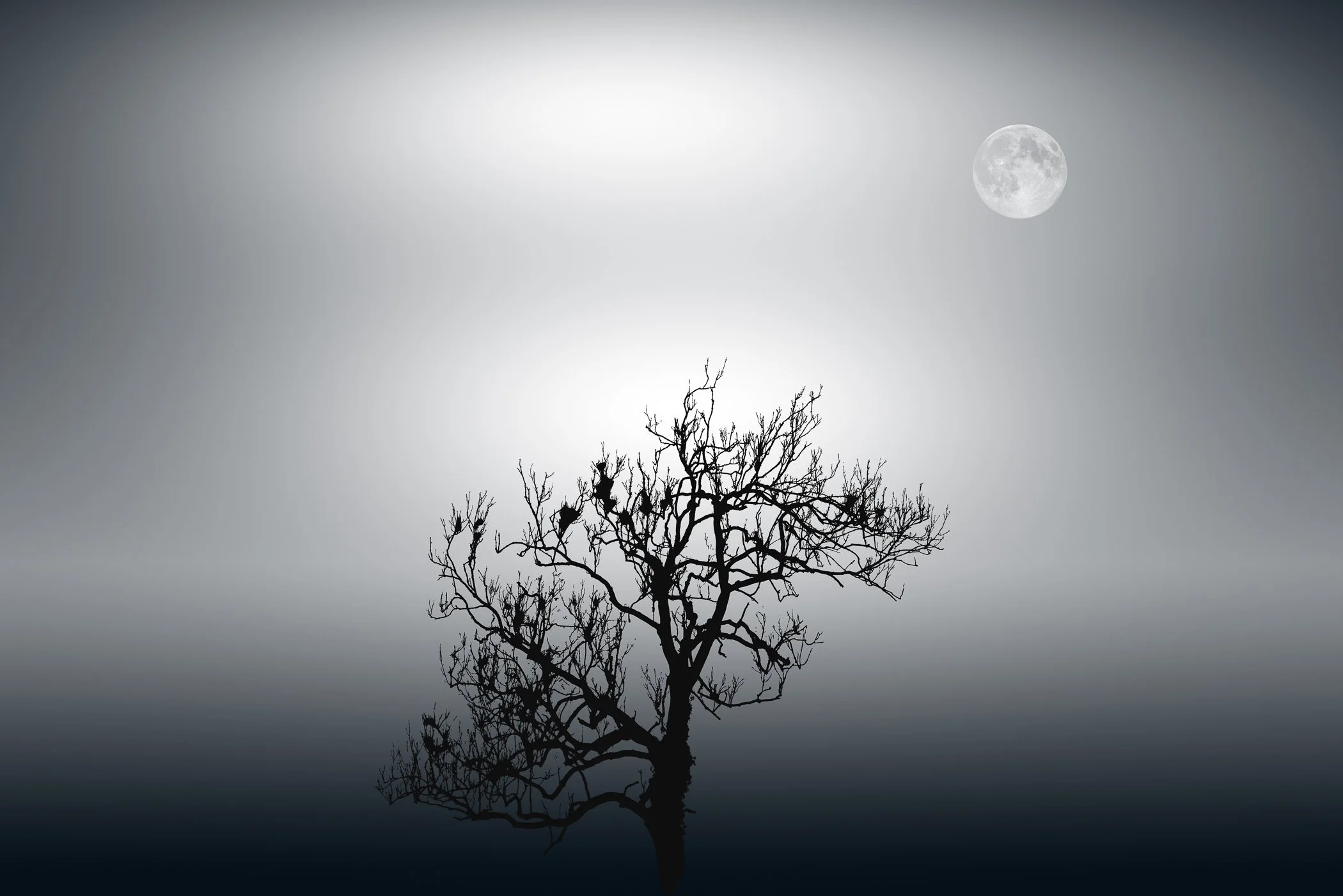 Solitary Silhouette Beneath the Moon A striking black-and-white study of bare branches outlined against a glowing moon.