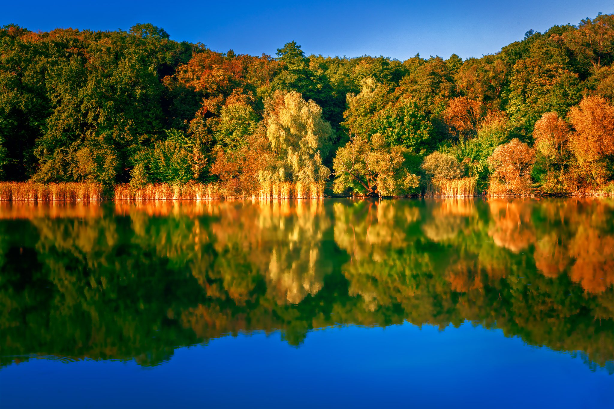 reflections of autumn at holosiivskyi park.jpg