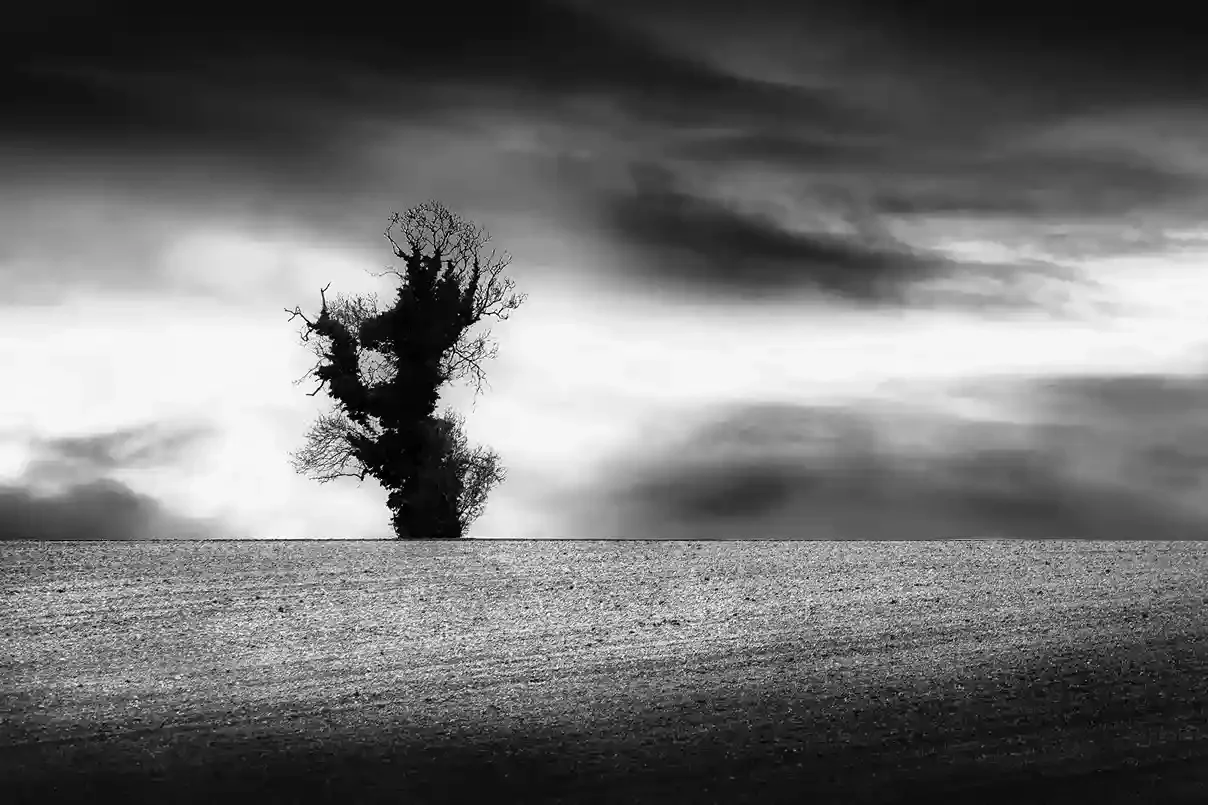 A Single Tree