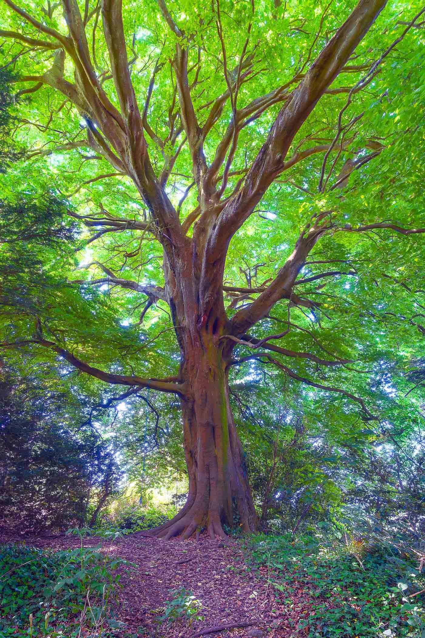 A Mighty Tree A commanding view showcasing the massive trunk and expansive canopy of an ancient tree.