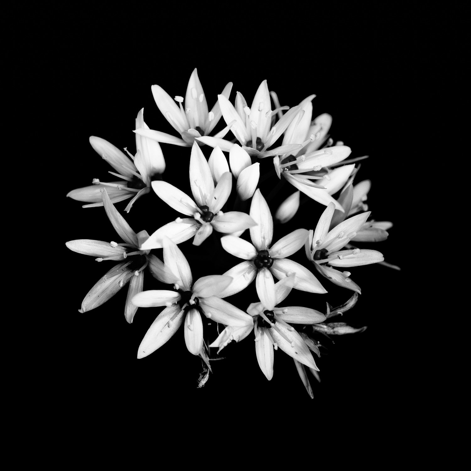 Small Whites