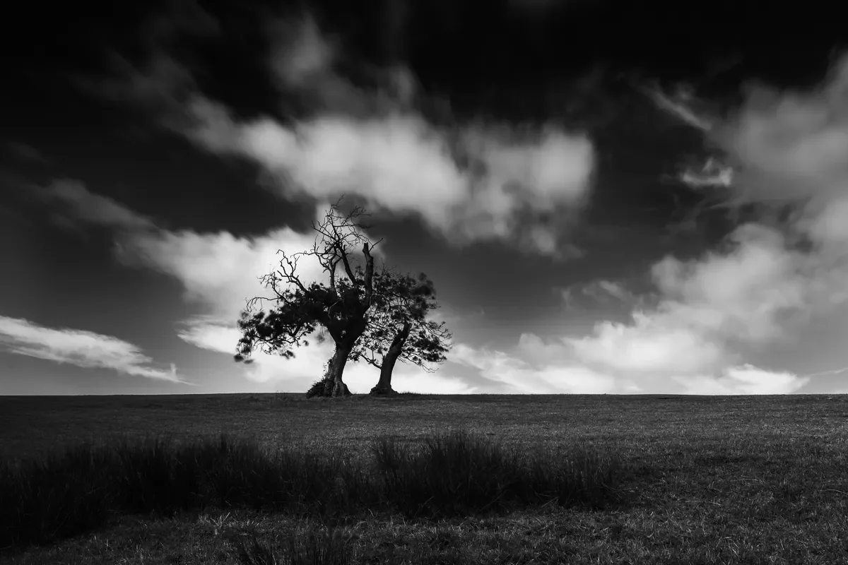 Tree at Corfe