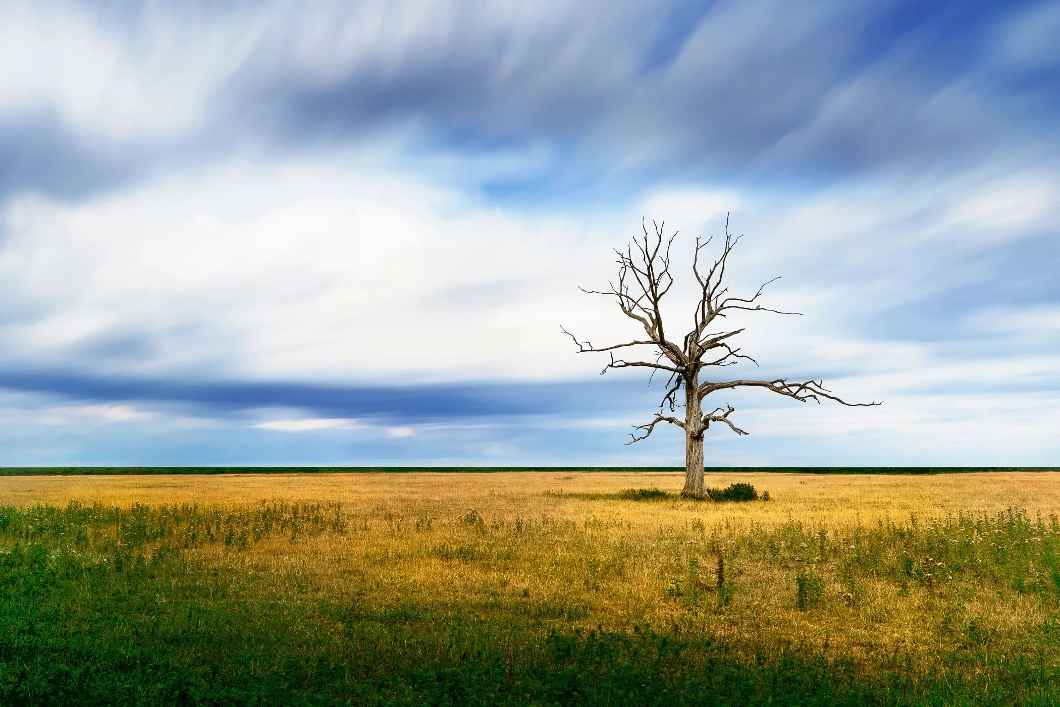 a-skeletal-tree -fine-art-photograph-john-wright.jpg