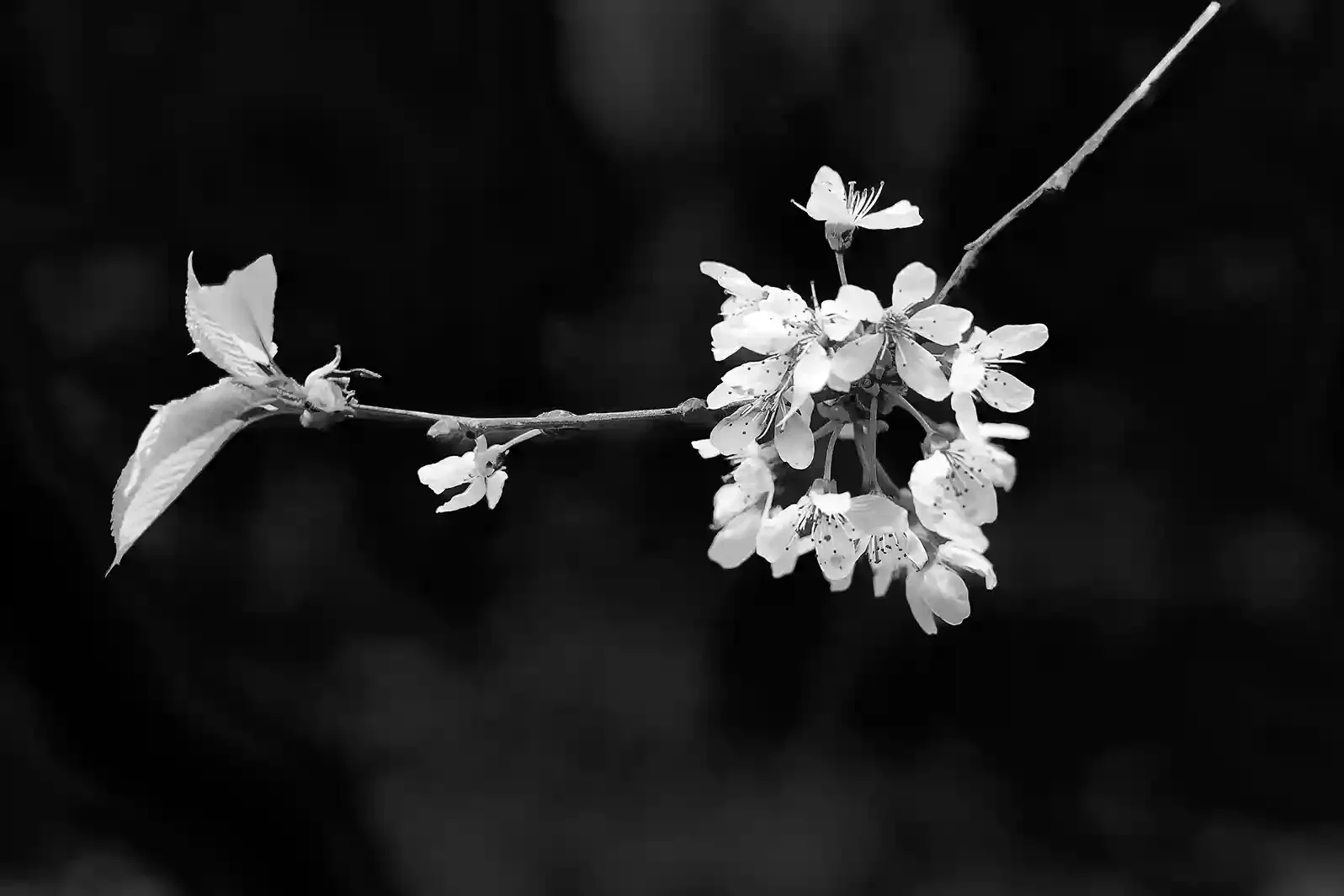 Blossom on a tree in spring