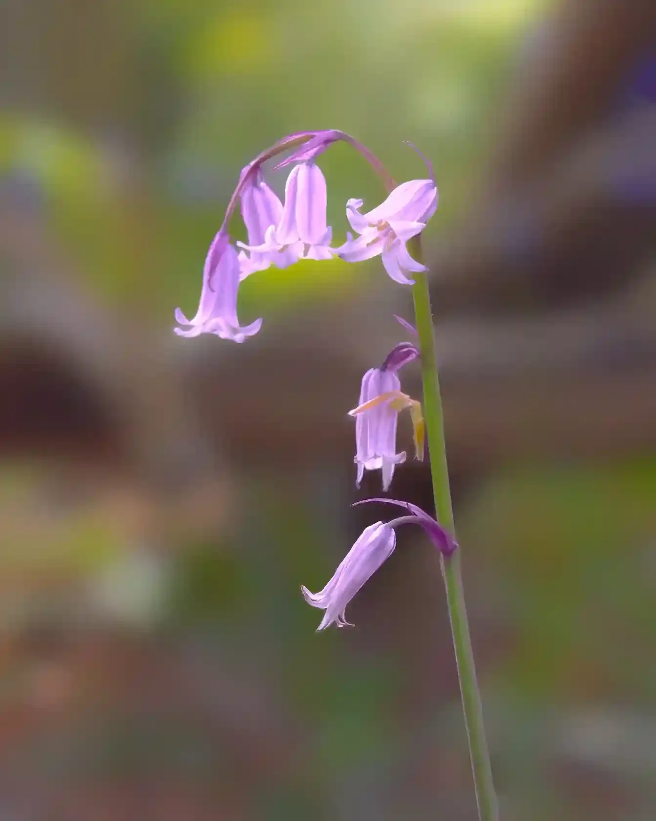Bluebell