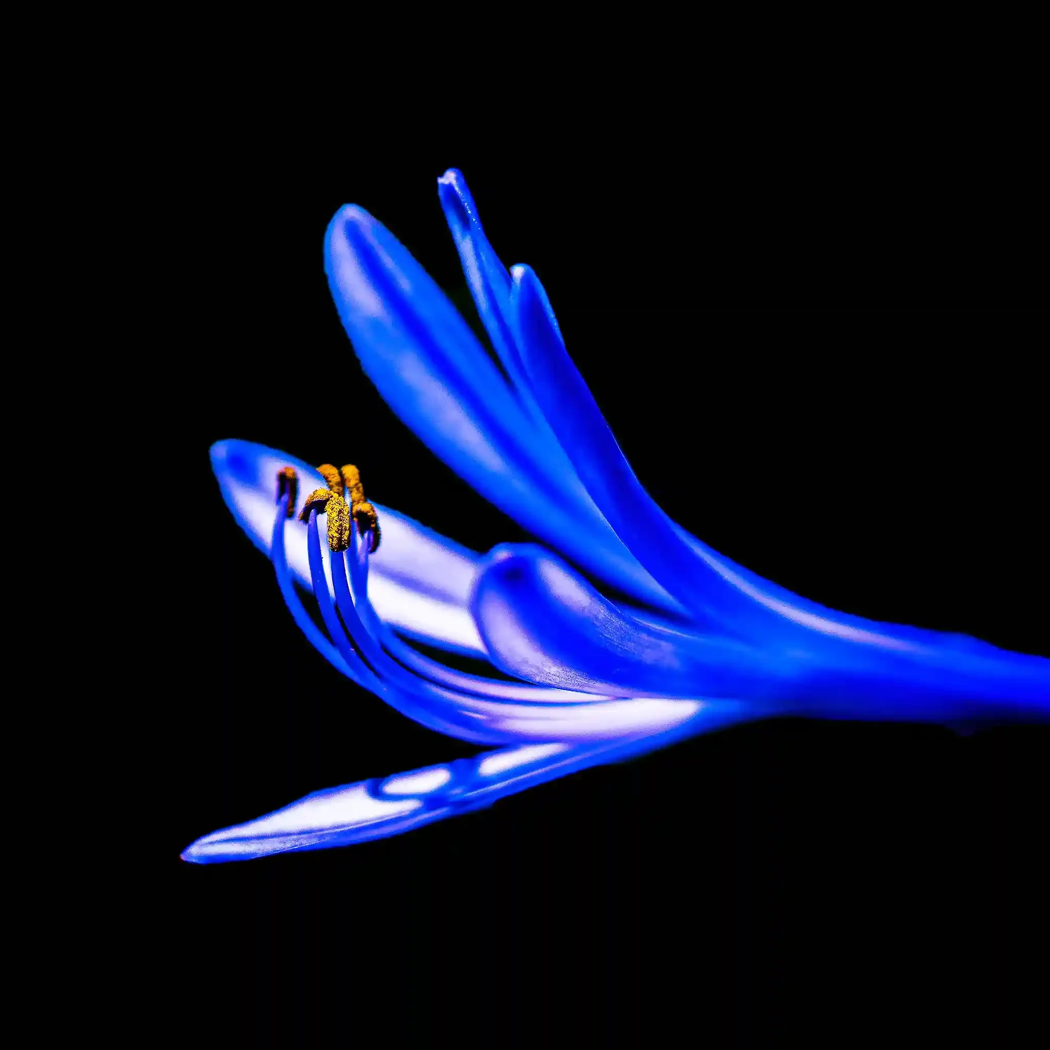 Agapanthus