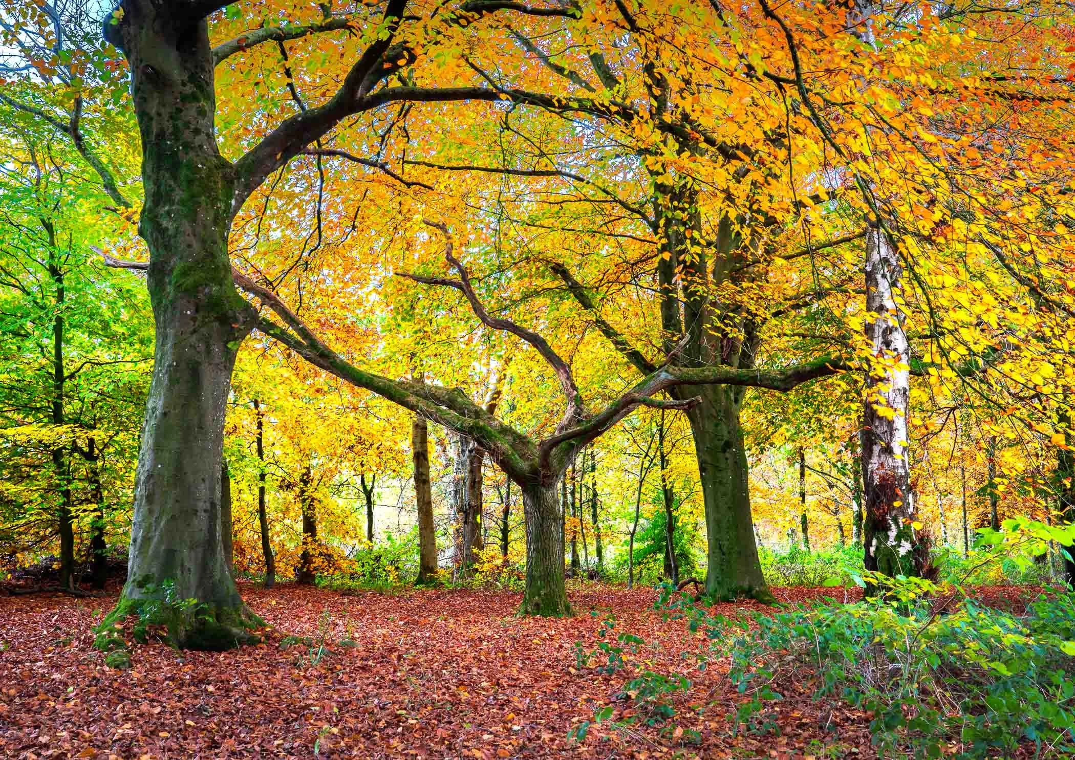 Autumn's Embrace Vibrant seasonal foliage creating a warm and inviting canopy through the heart of the forest.