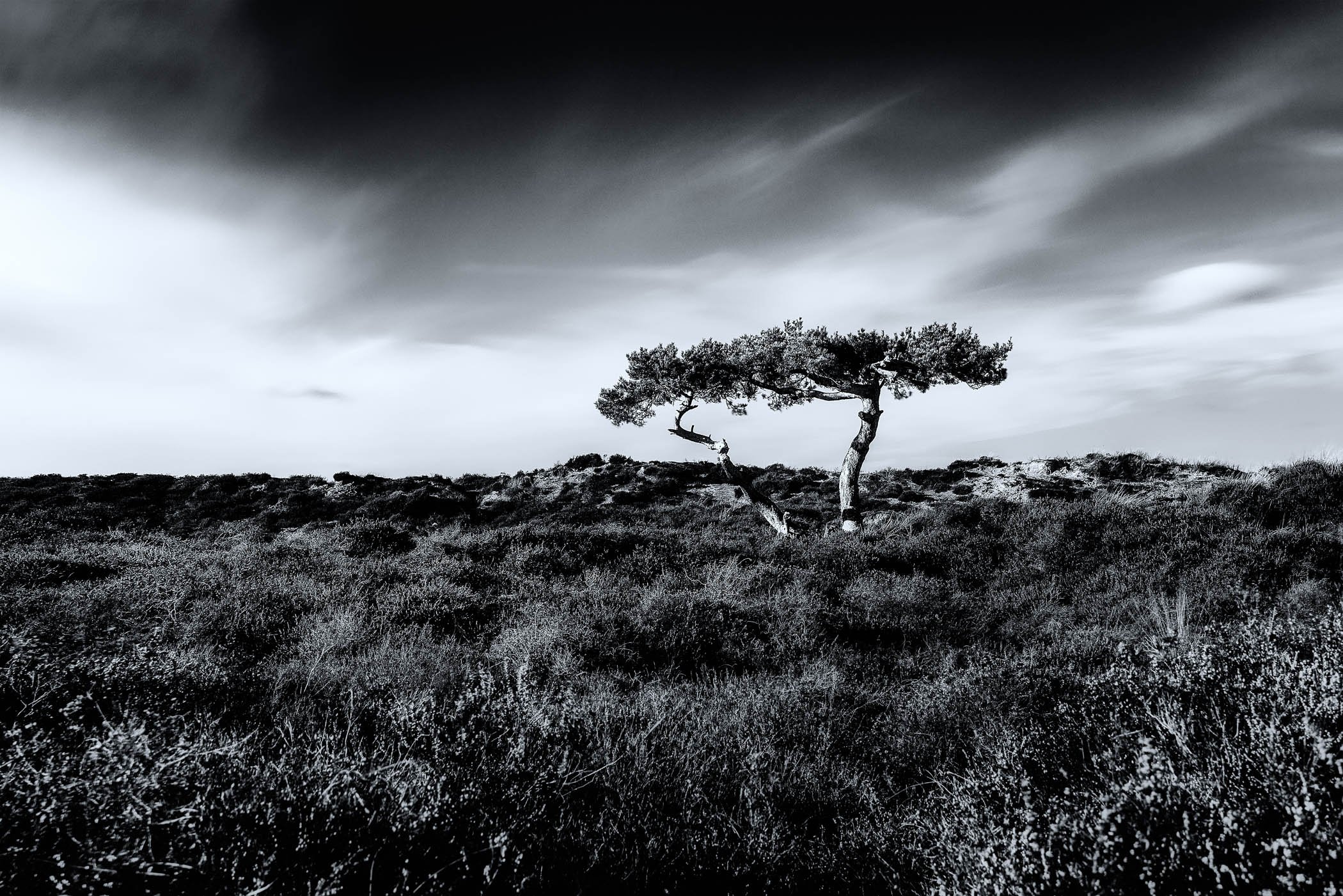 Resilient Solitude A solitary tree standing firm against sweeping winds and open space.