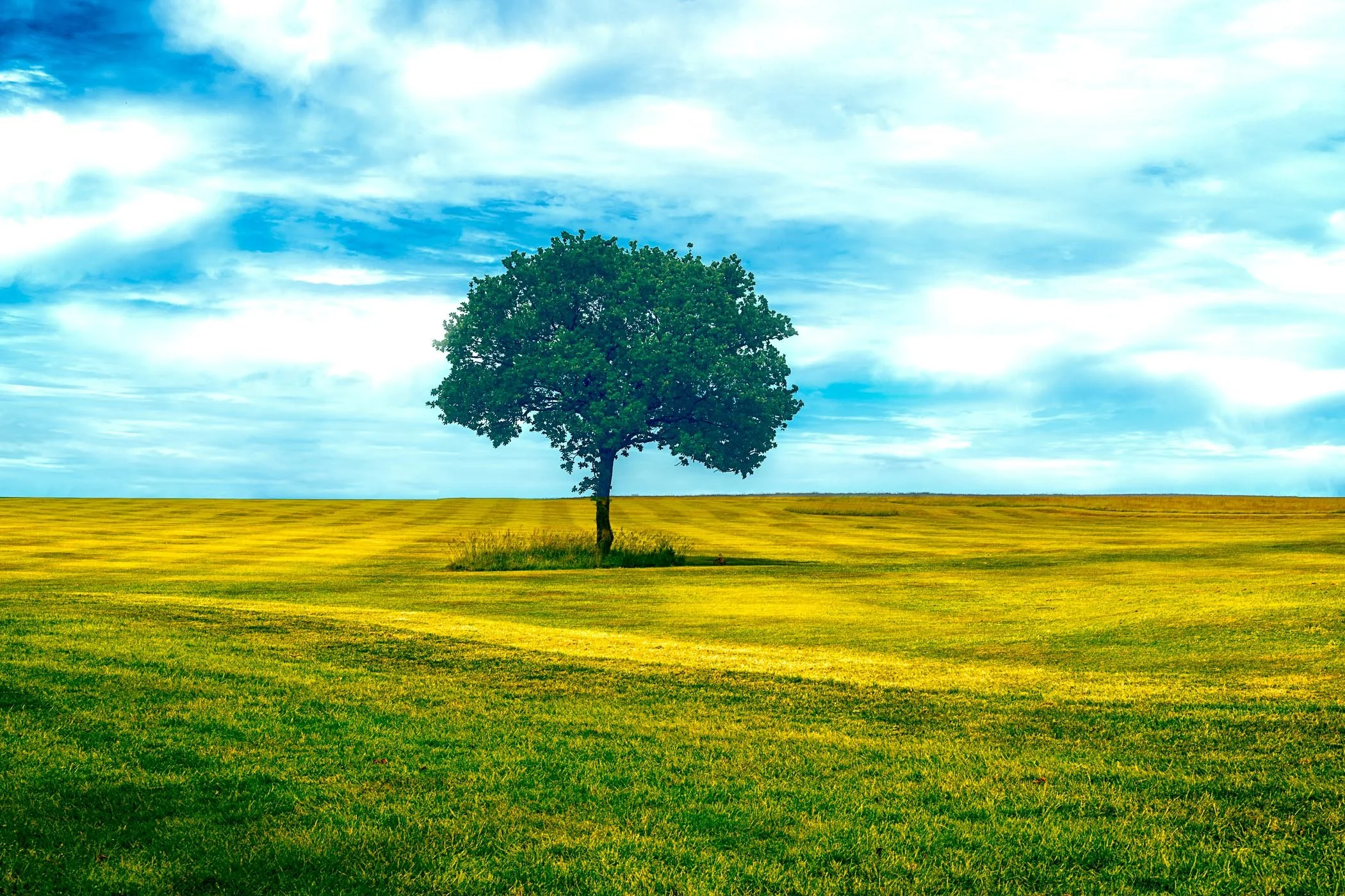At The Golf Course A beautifully shaped solitary tree framing the lush, rolling greens of a quiet fairway.