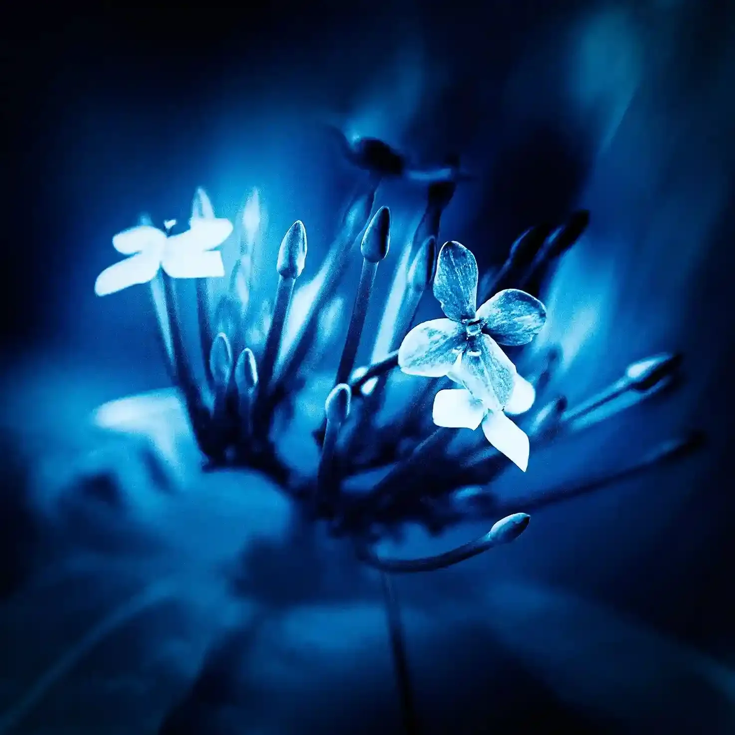 Ixora