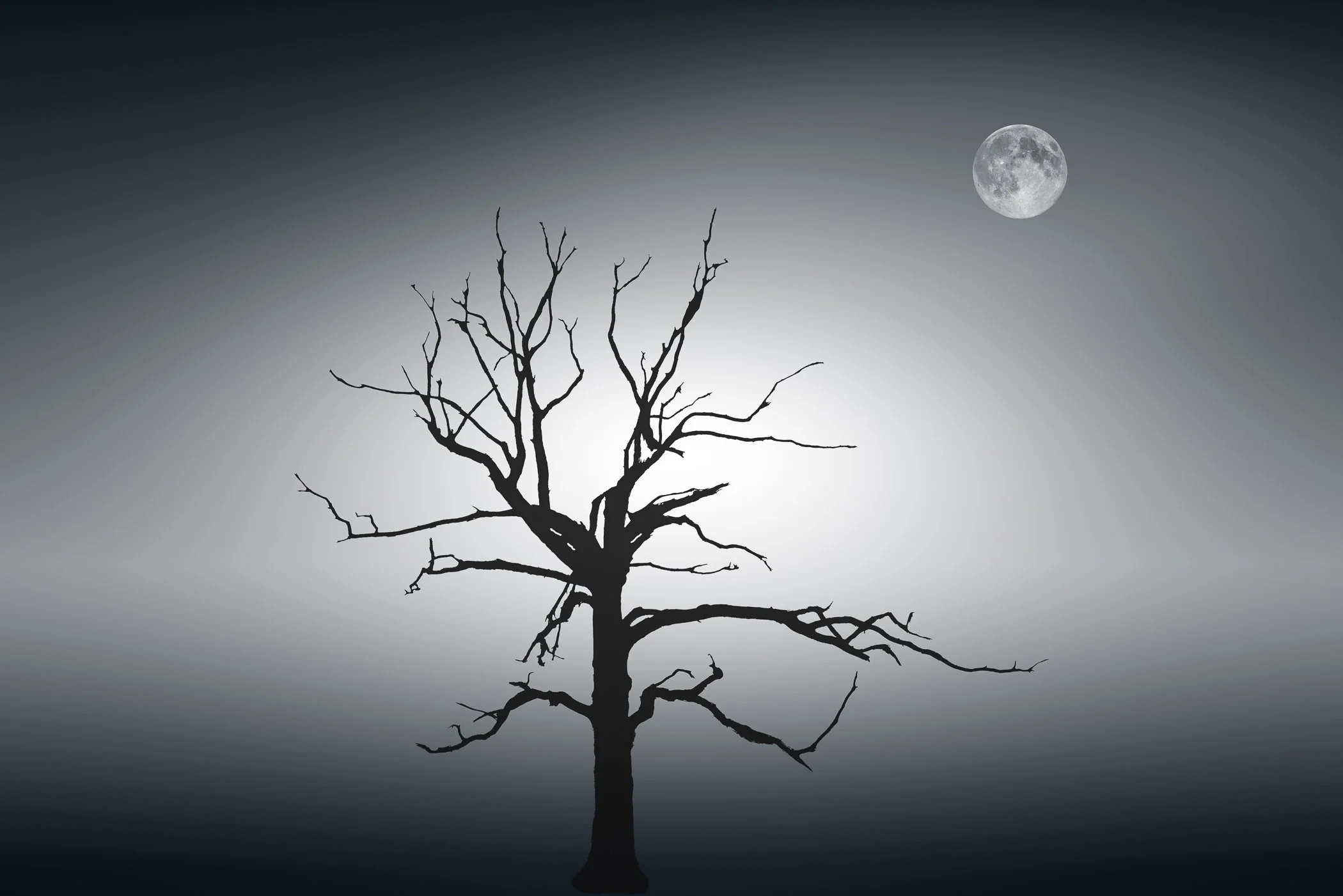 Moonlit Silence A mystical nocturnal capture of a tree silhouette set beneath a subtle lunar glow.