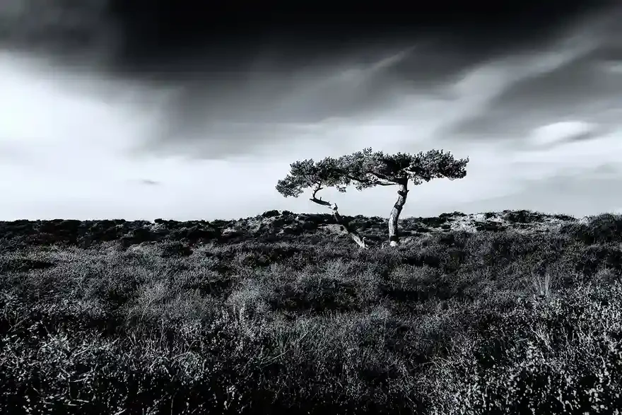 Resilient Solitude