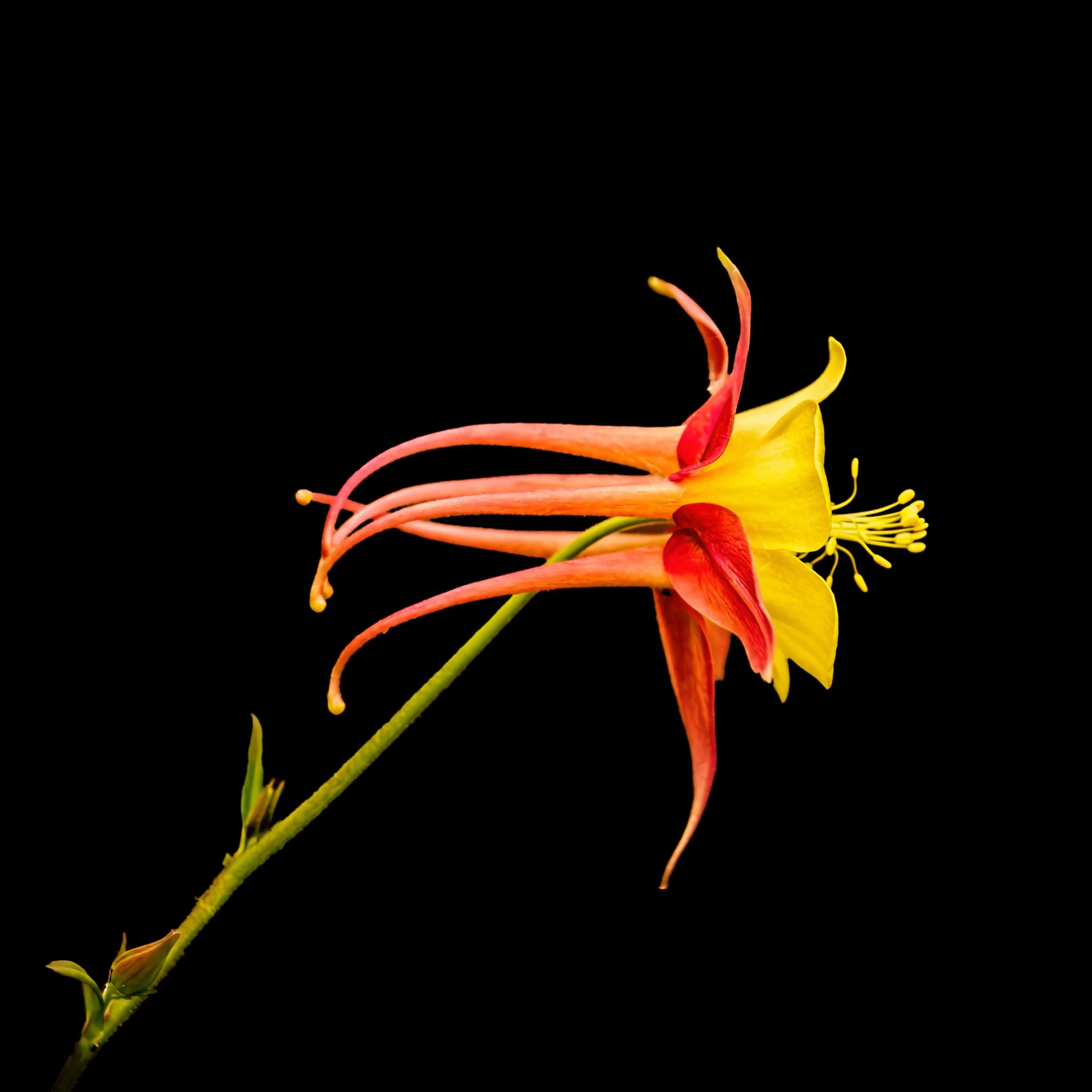 Columbine
